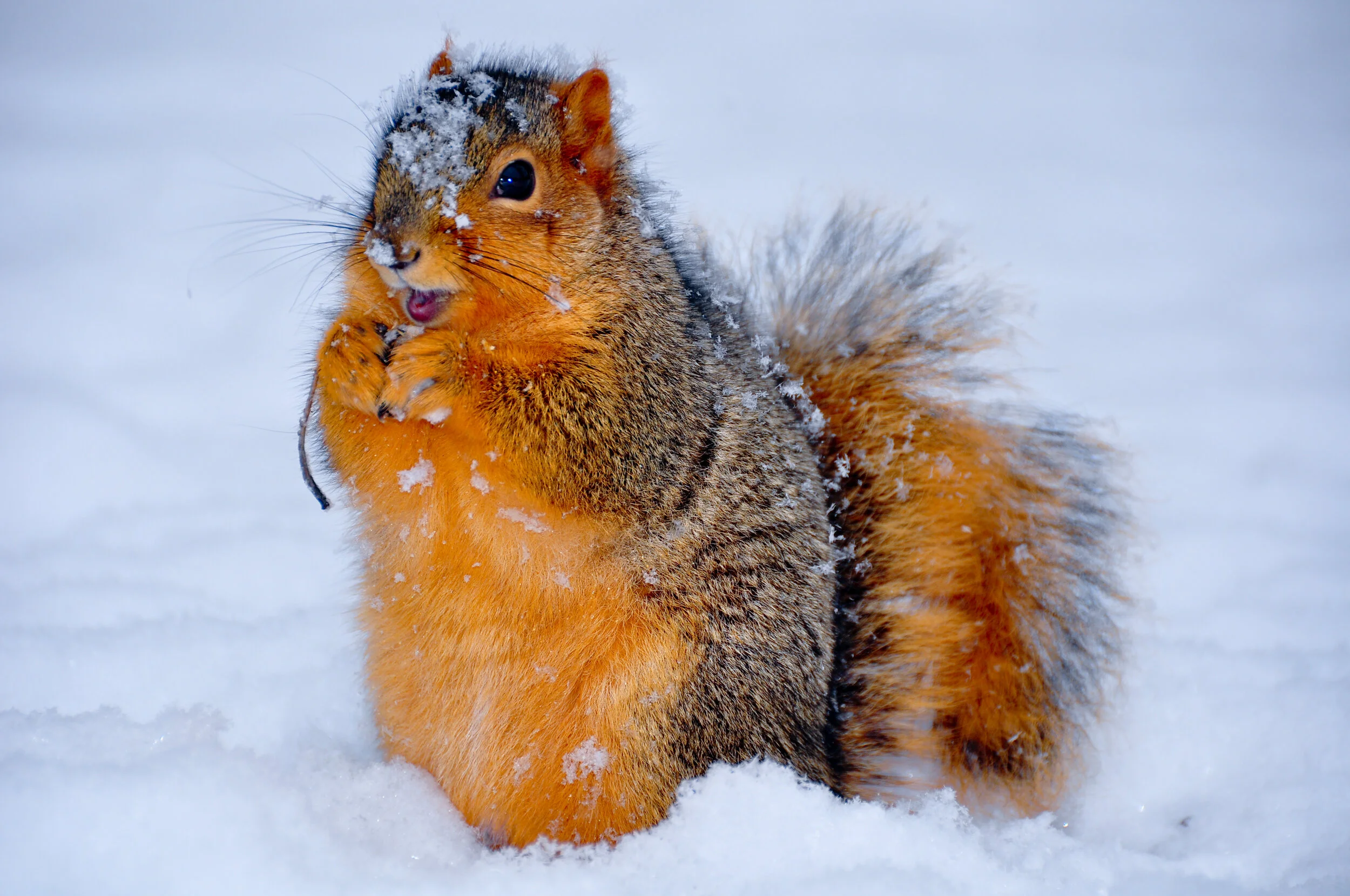 A squirrel with orange and brown fur, partially covered in snow, sitting in the snow with its mouth open and paws close to its chest.