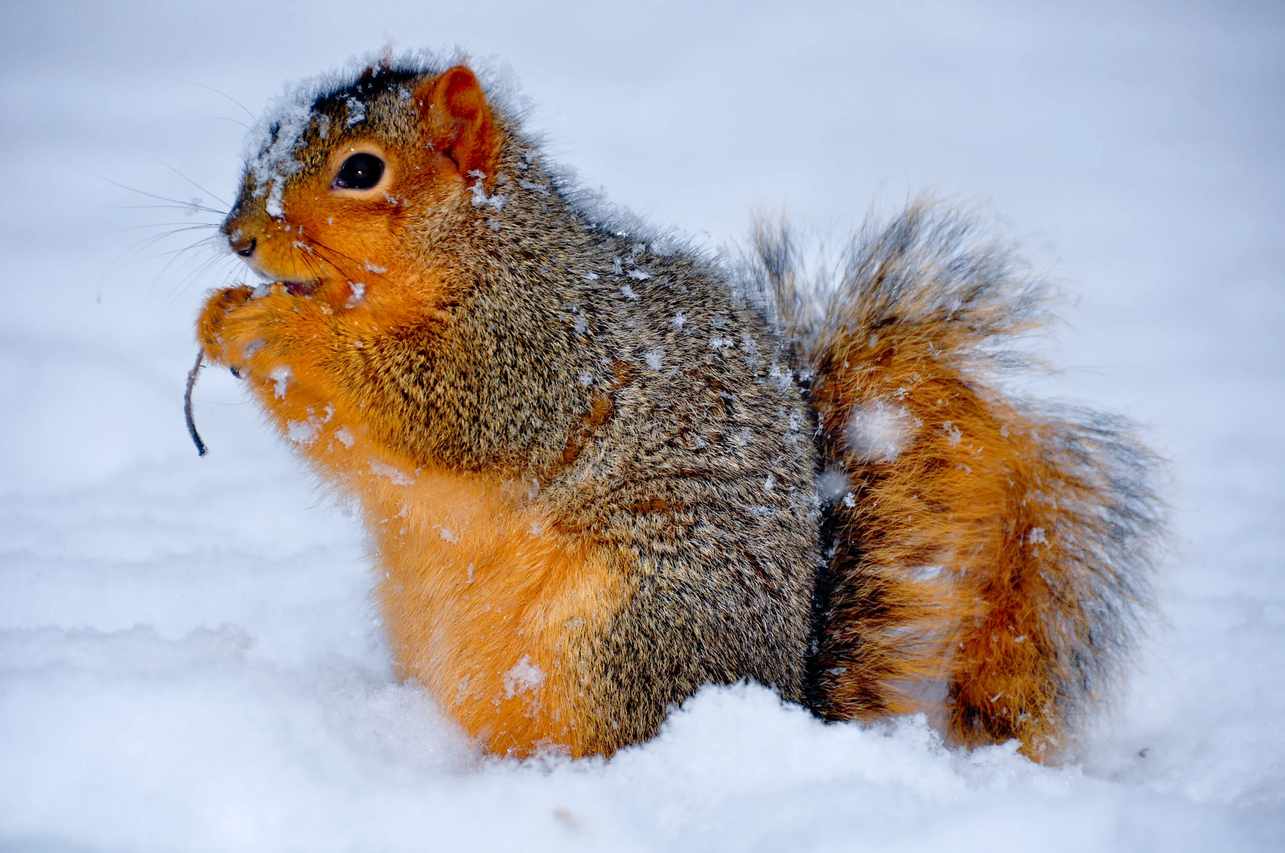 A squirrel sitting in snow, holding a small twig, with snow on its fur and bushy tail.