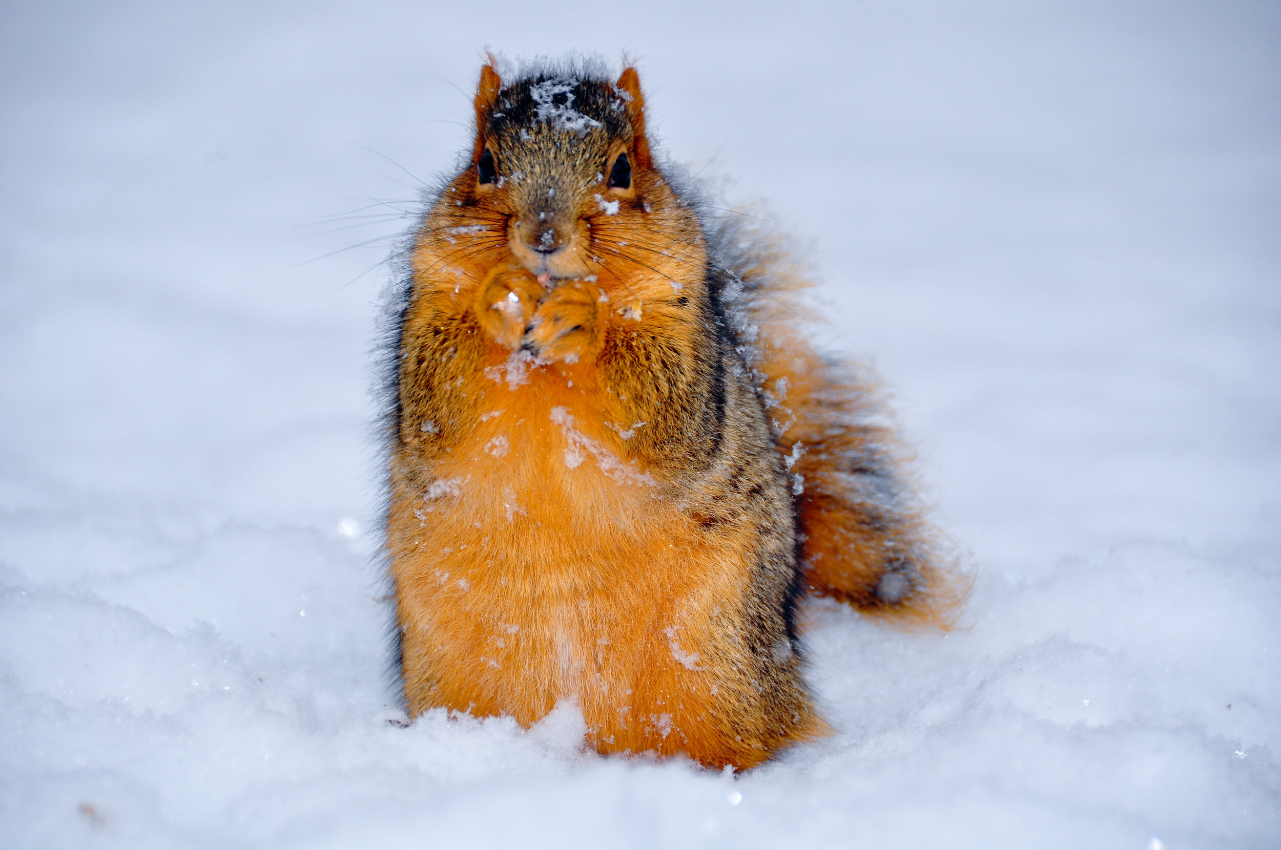A squirrel standing on snow, eating a snow-covered nut.