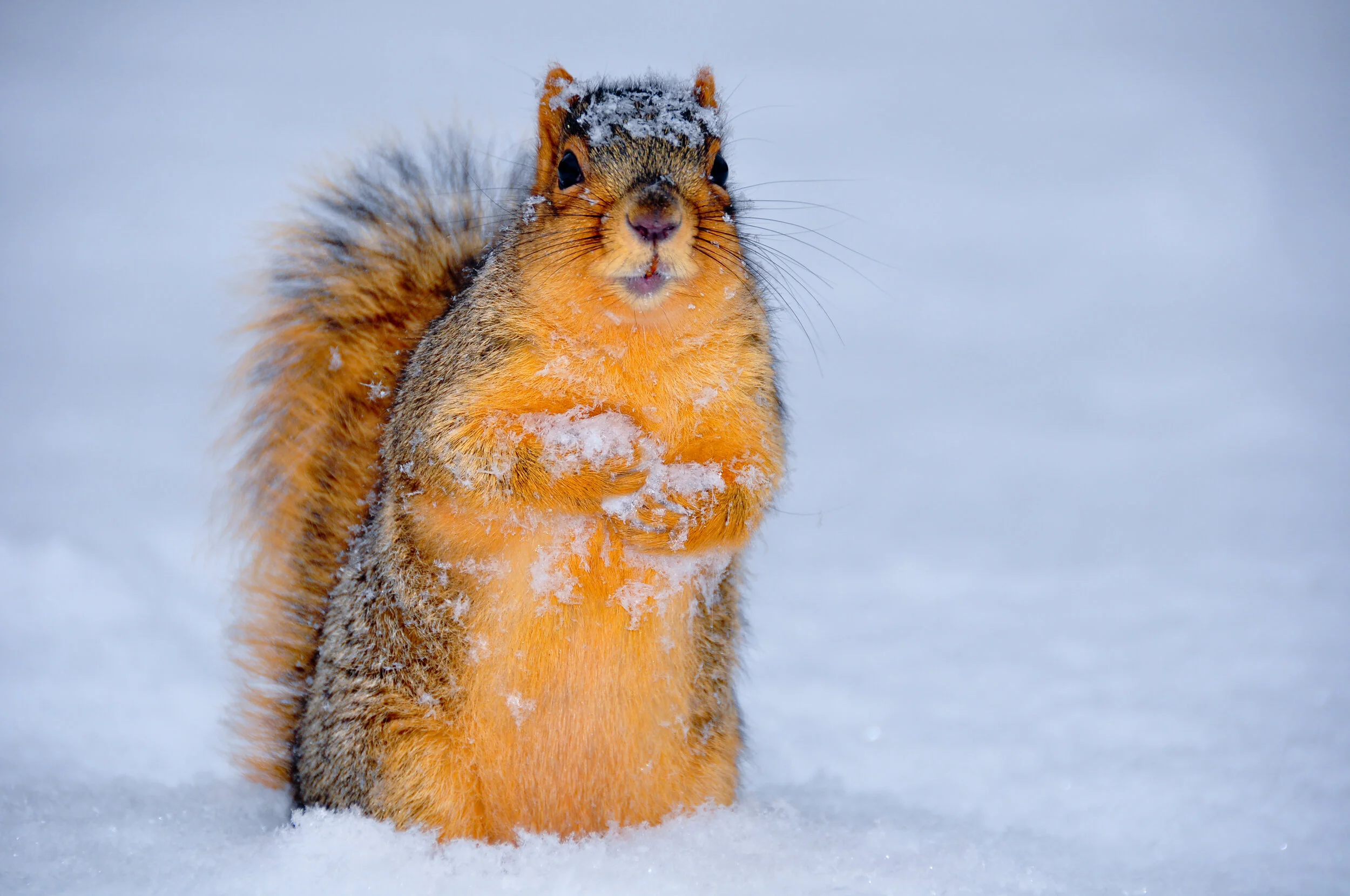 A squirrel standing upright in snow, with snow on its face and body, looking at the camera.