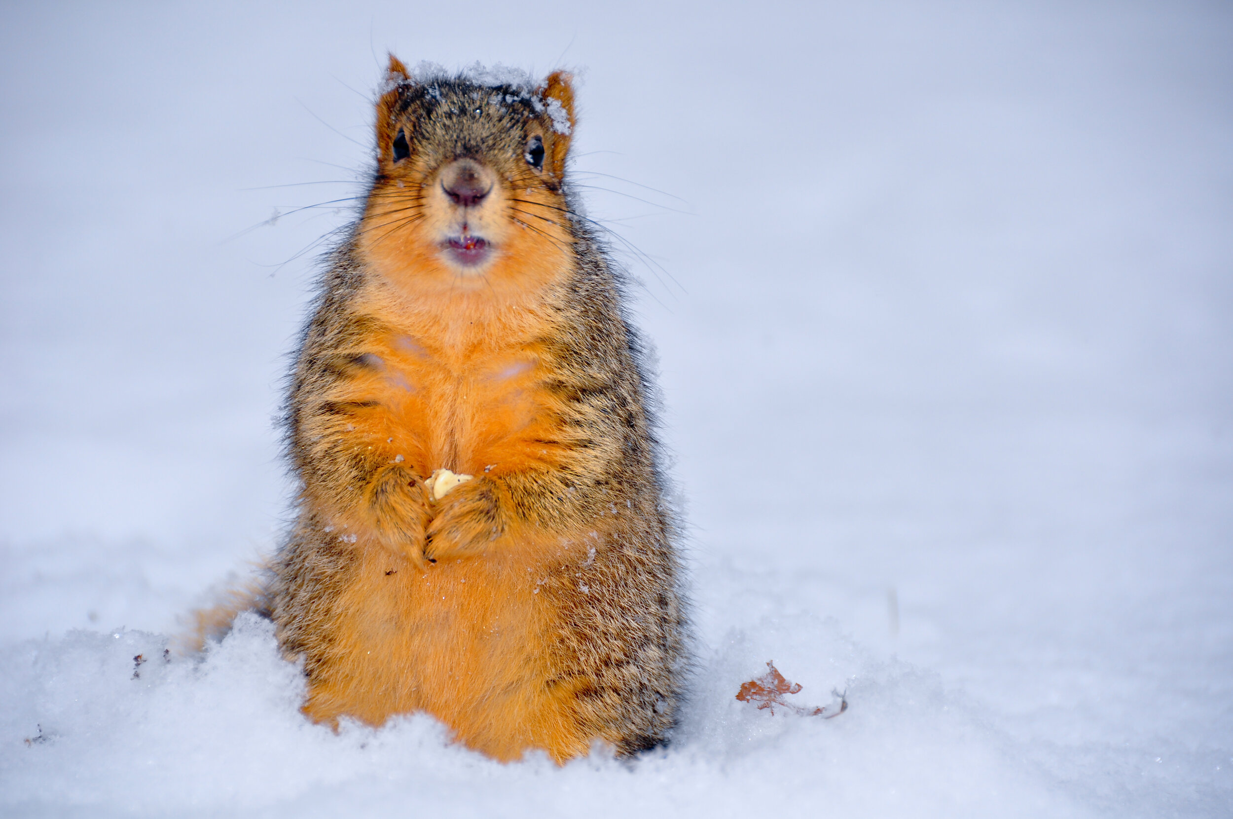 A squirrel standing on snow with snow on its head, holding food with its paws, facing the camera.