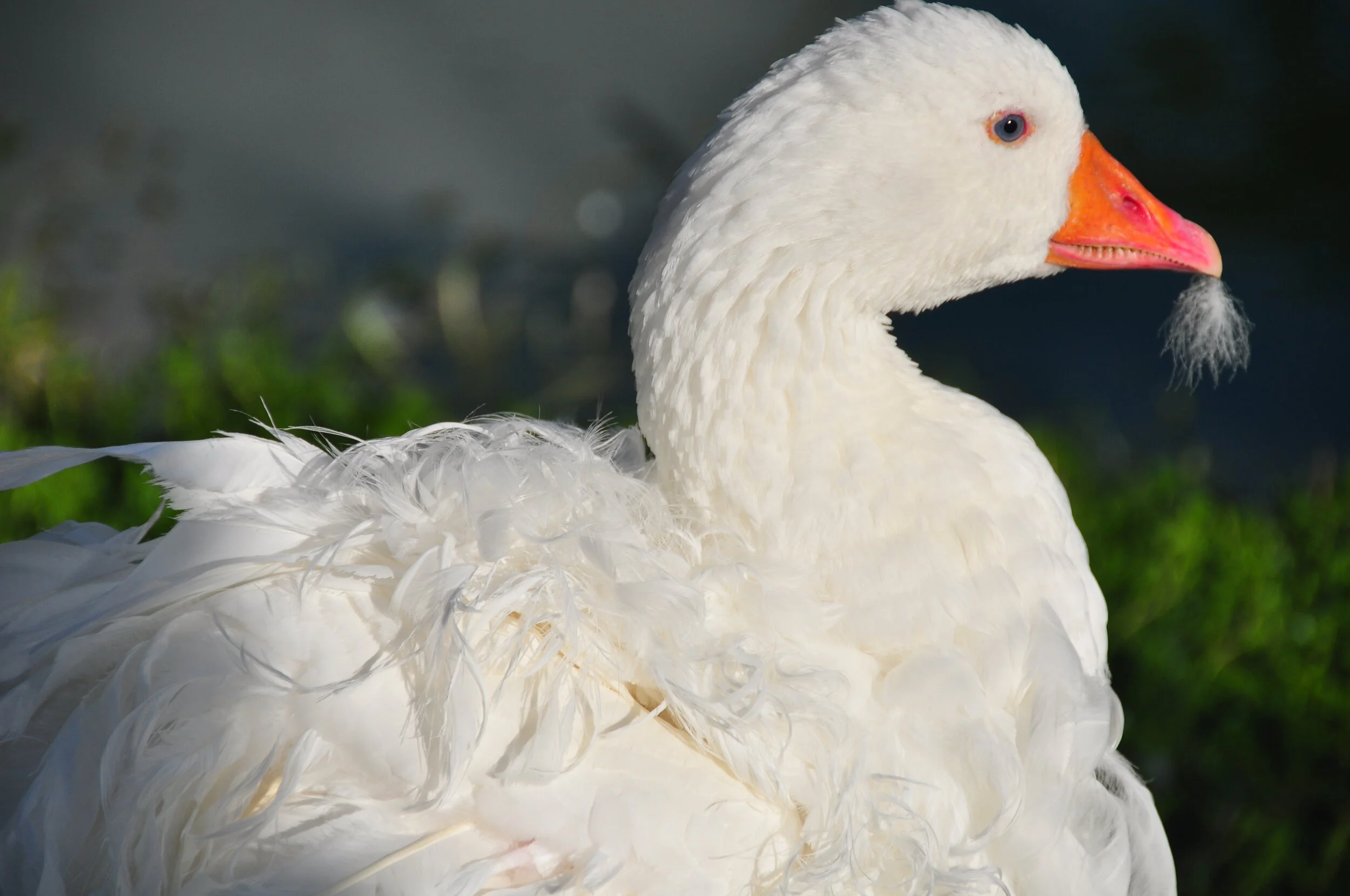 Close-up of a white goose with a curly feathered beard and orange beak, standing on green grass near water.
