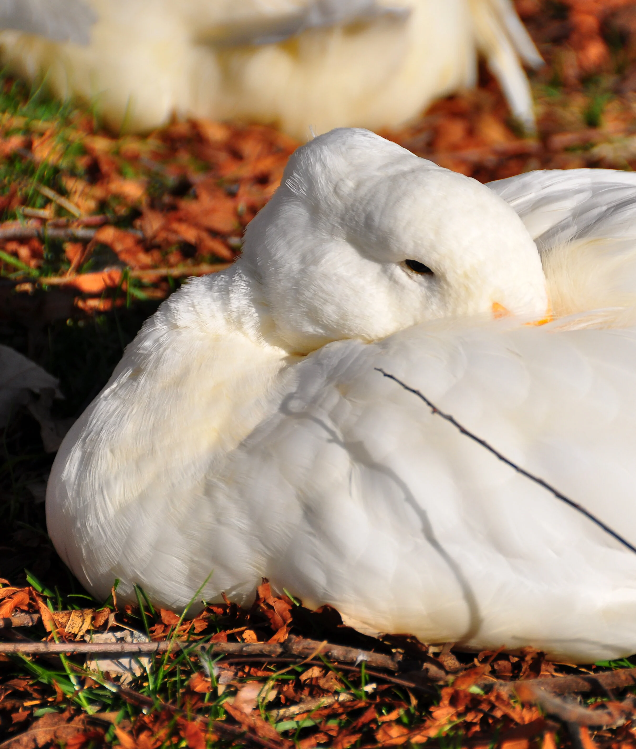 A close-up of a white goose resting on colorful fallen leaves, with another goose partially visible in the background.