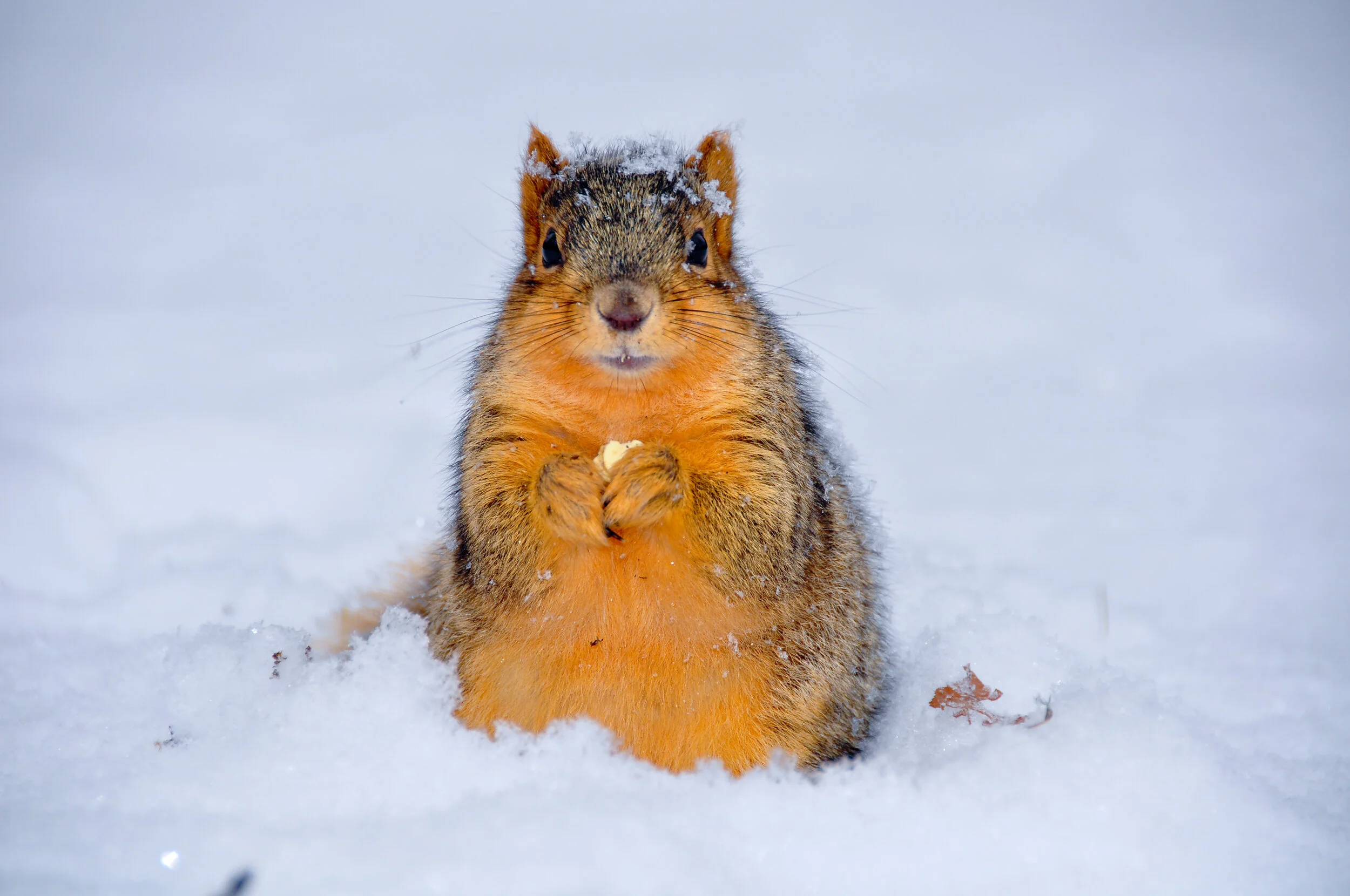 A squirrel sitting on snow, holding a small piece of food with snow on its head and body.