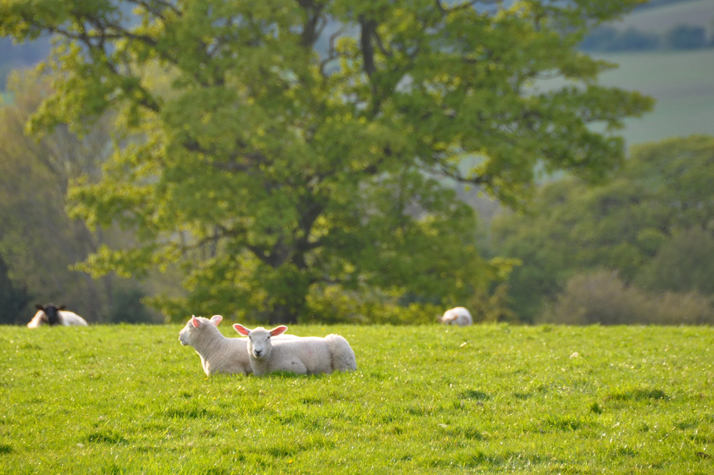 A peaceful green field with three white sheep lying on the grass and a large tree in the background.