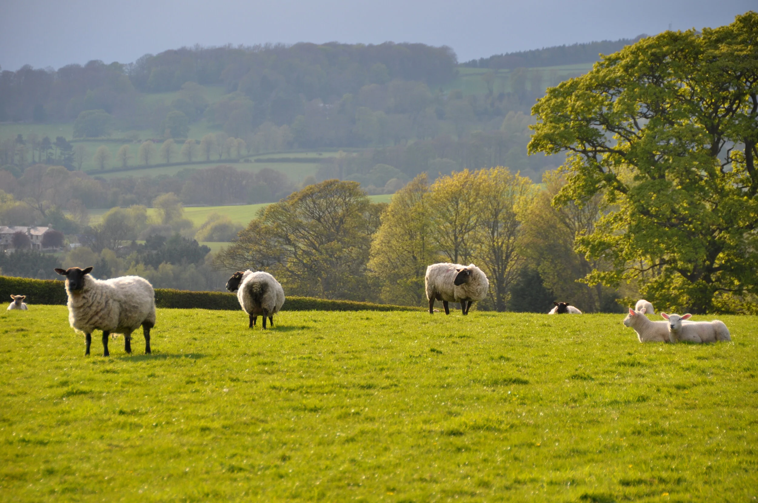 Sheep and lambs grazing on a lush green field with trees and rolling hills in the background
