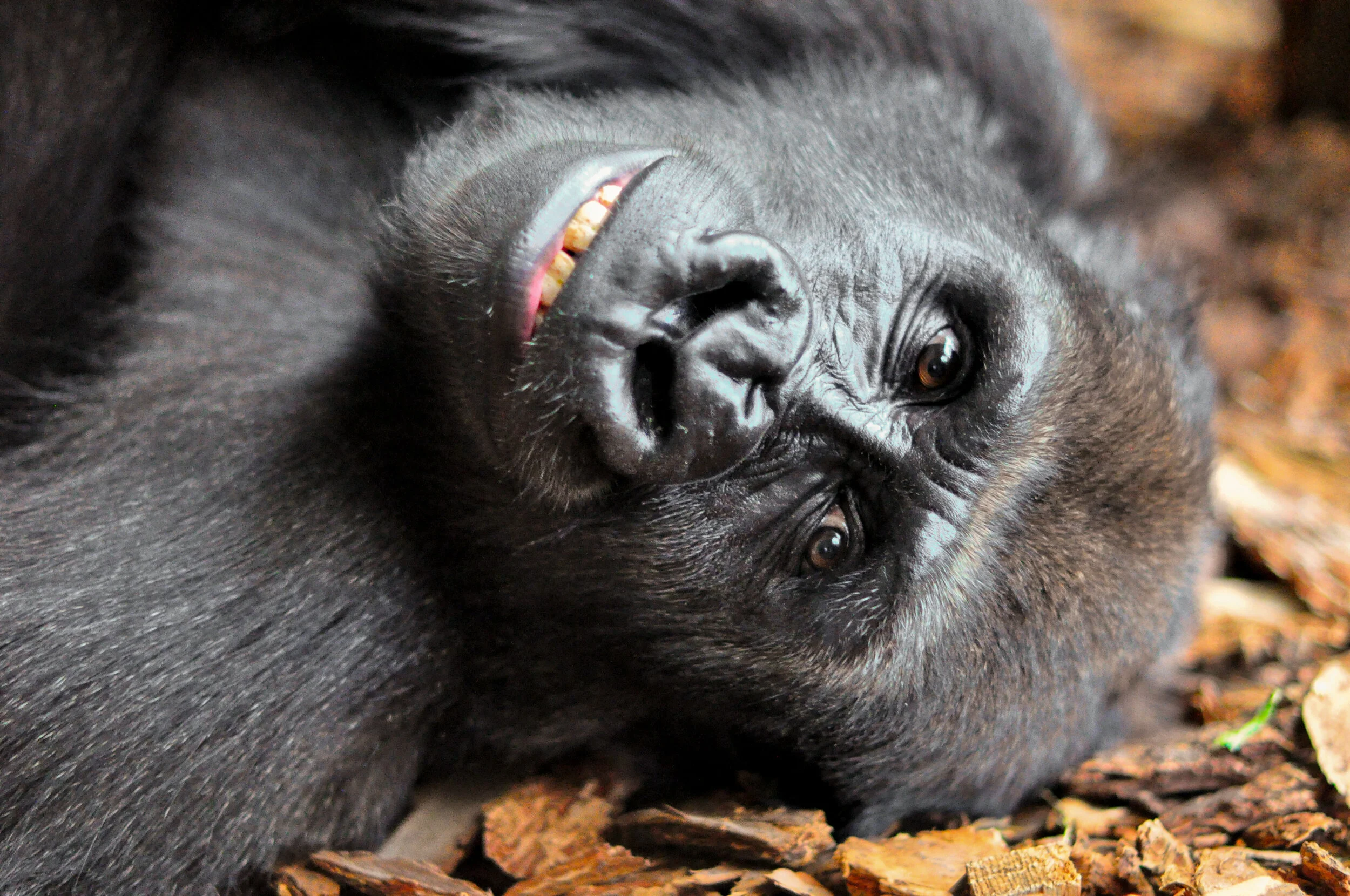 A gorilla lying on the ground covered with wood chips, looking upward with a relaxed expression.