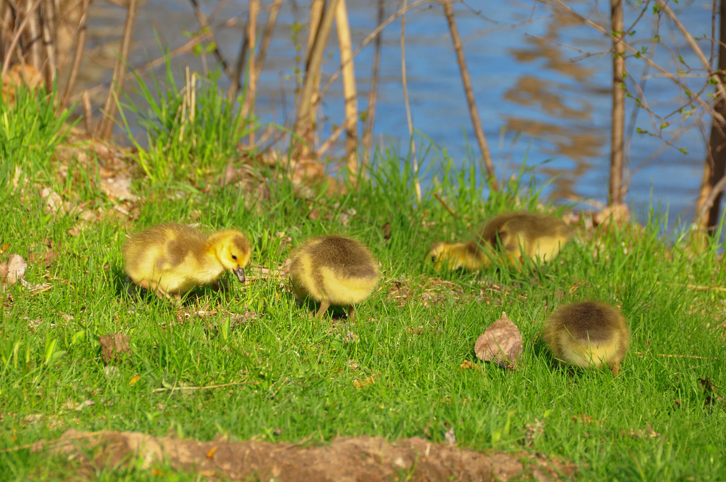 Several ducklings with yellow and brown fluffy feathers on a grassy bank near water.