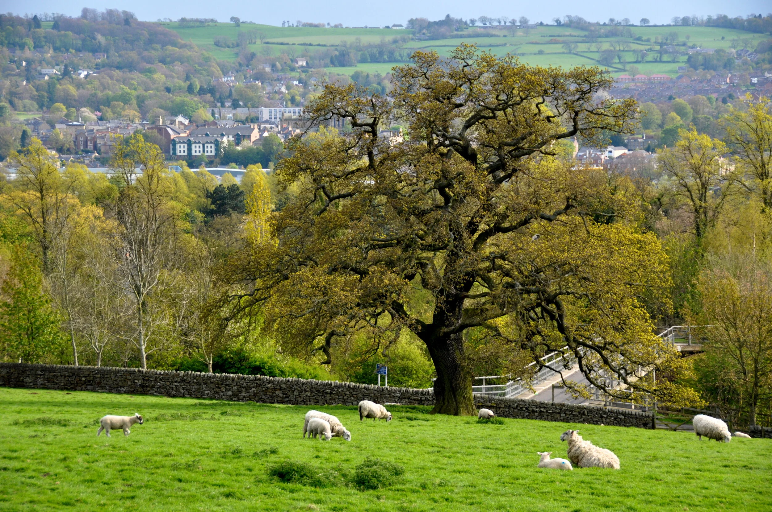 A rural landscape with a large tree, sheep grazing on green grass, a stone wall, and a town with buildings and hills in the background.