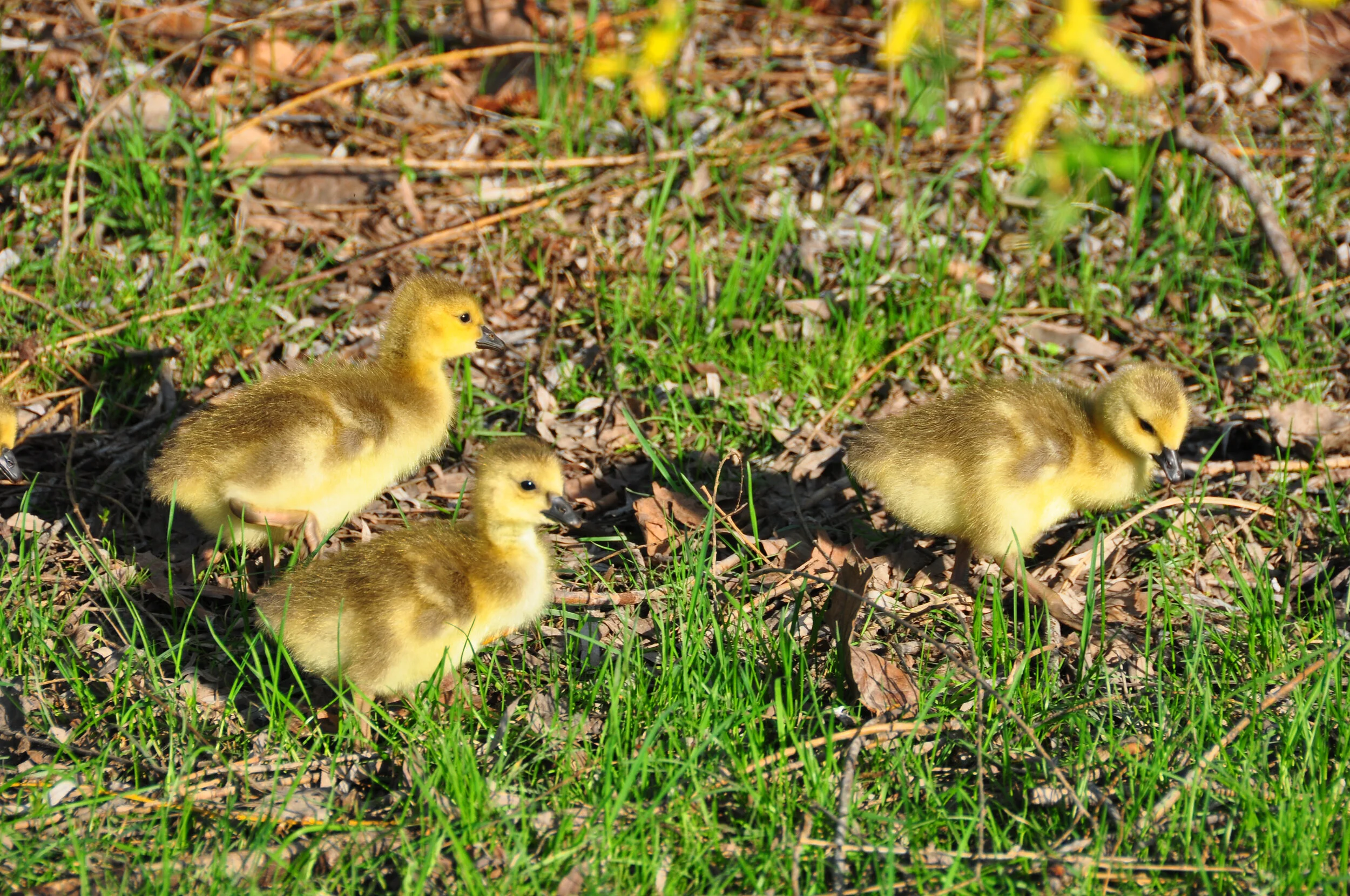 Four baby ducklings walking on grass and fallen leaves.
