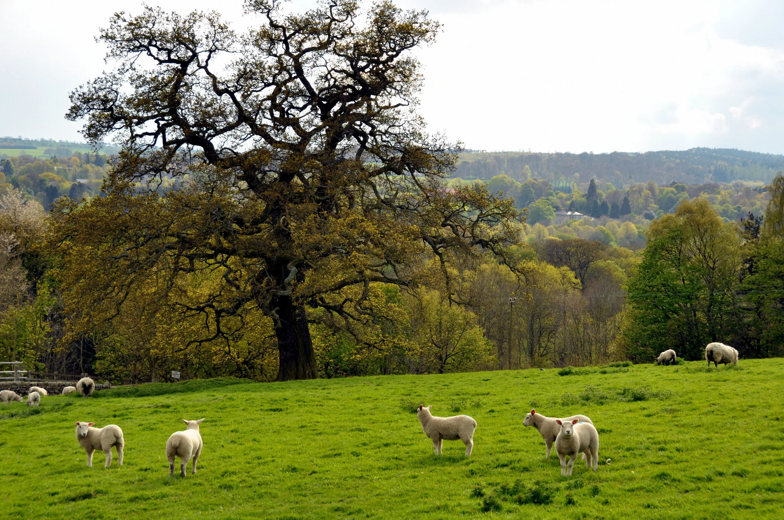 A pastoral scene with white sheep grazing on green grass, a large tree with bare branches, and a background of rolling hills and trees.