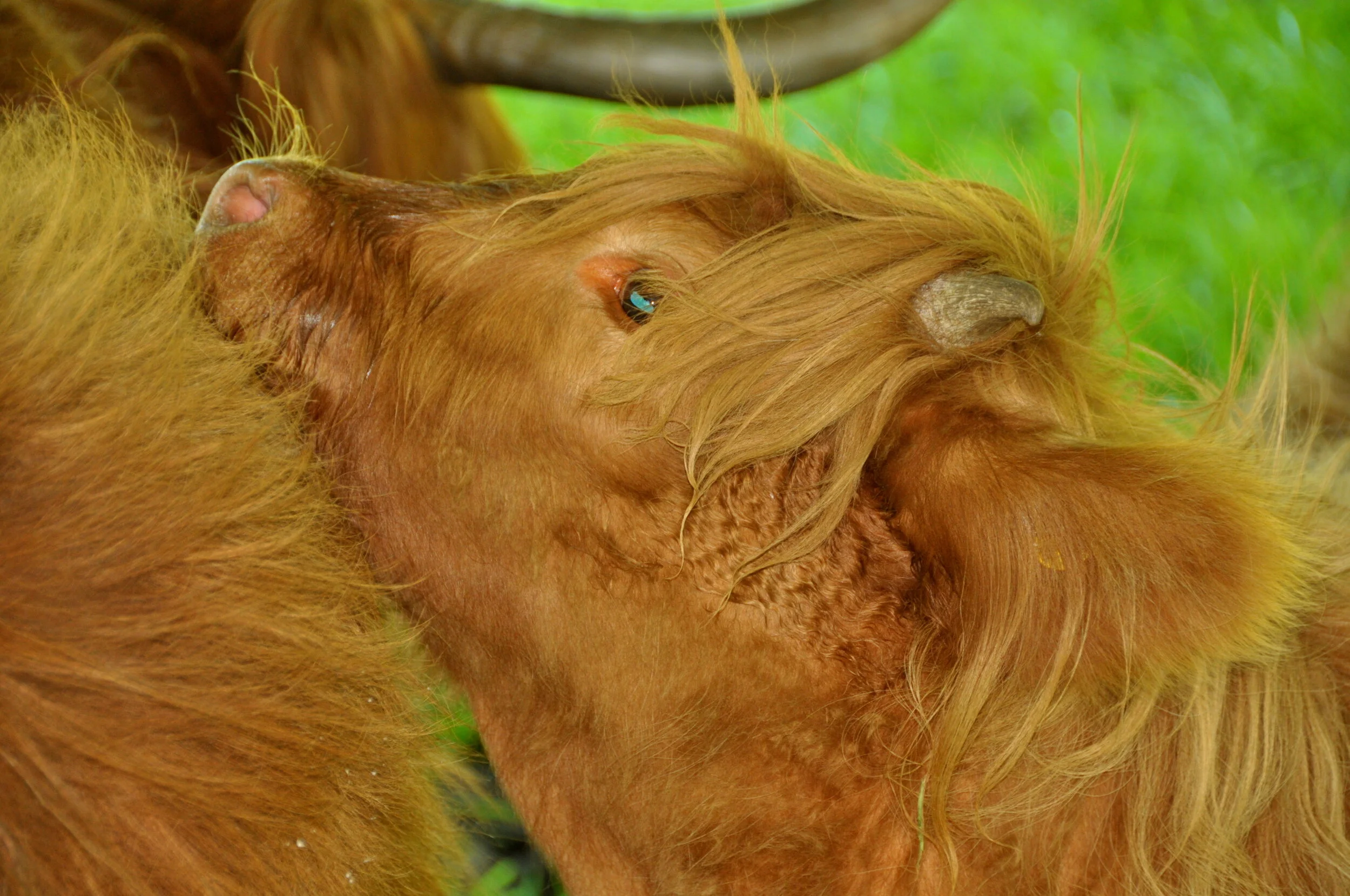 Close-up of a Highland cow with long, reddish hair, and curved horns, lying on green grass.