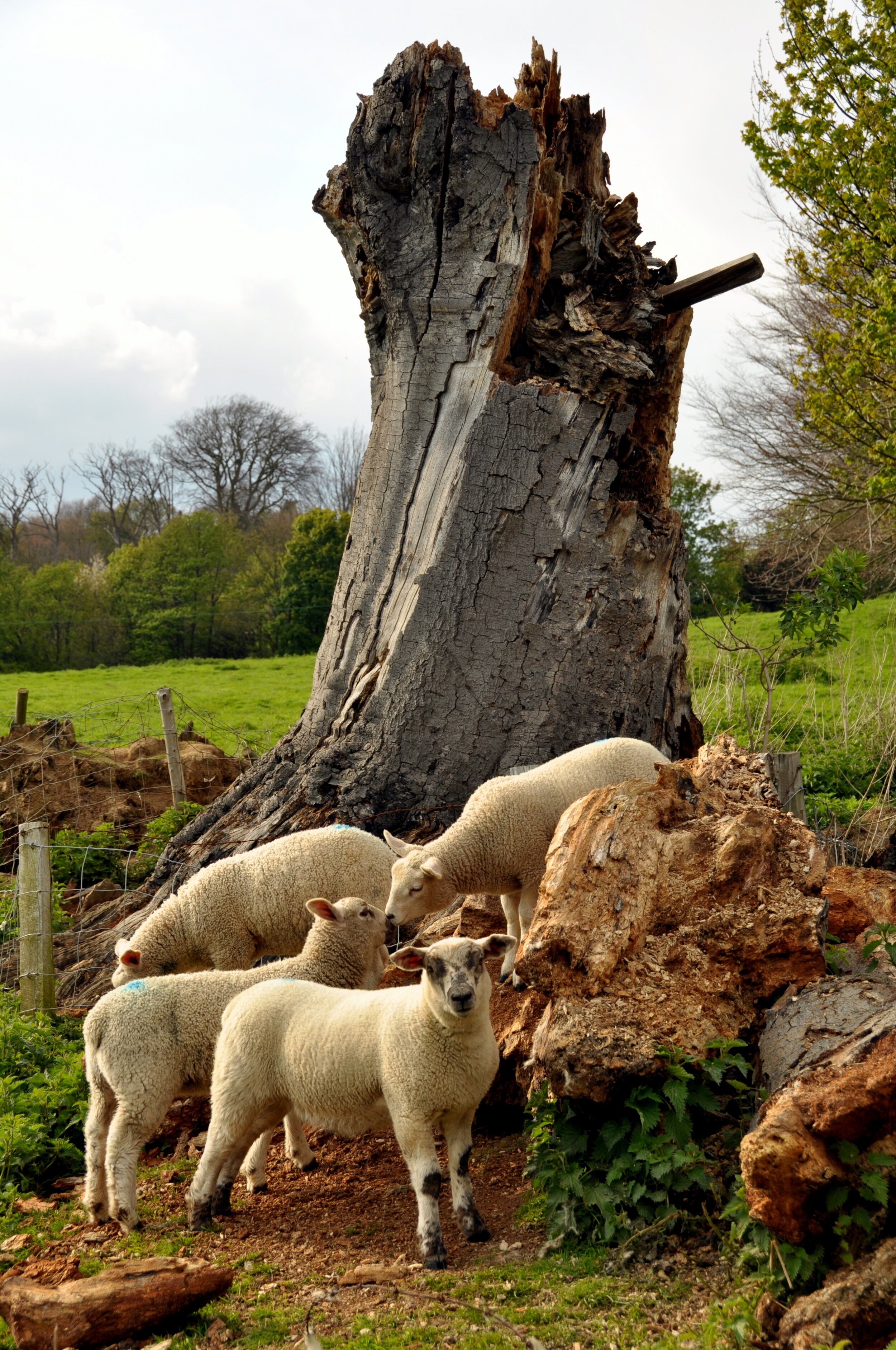 Four sheep in a farm field near a large, weathered tree trunk and rocks.