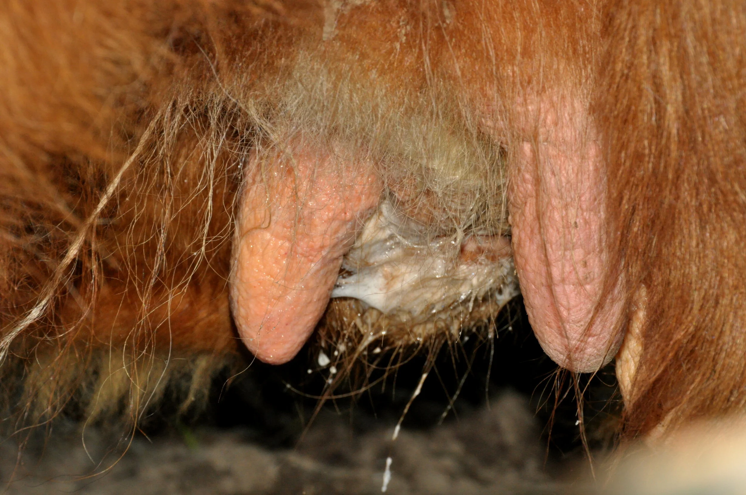 Close-up of a dog's reproductive area with visible nipples, hair, and fluid secretion.