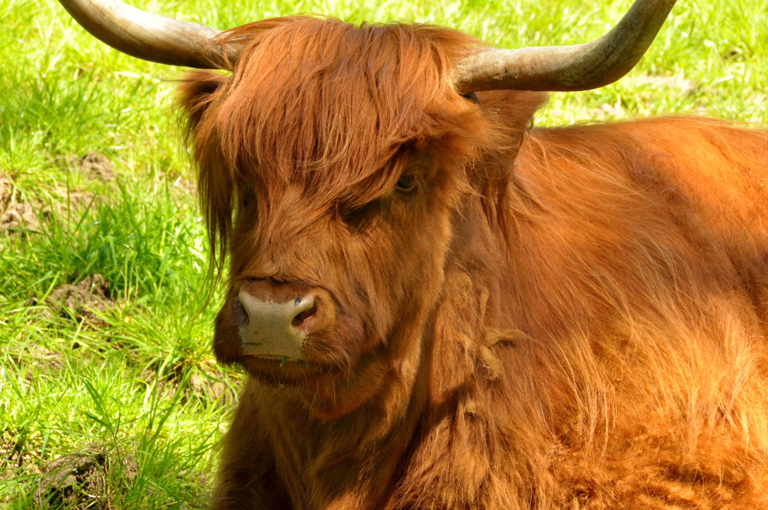 A close-up of a Highland cow with long, reddish-brown hair covering part of its face, grazing on green grass.