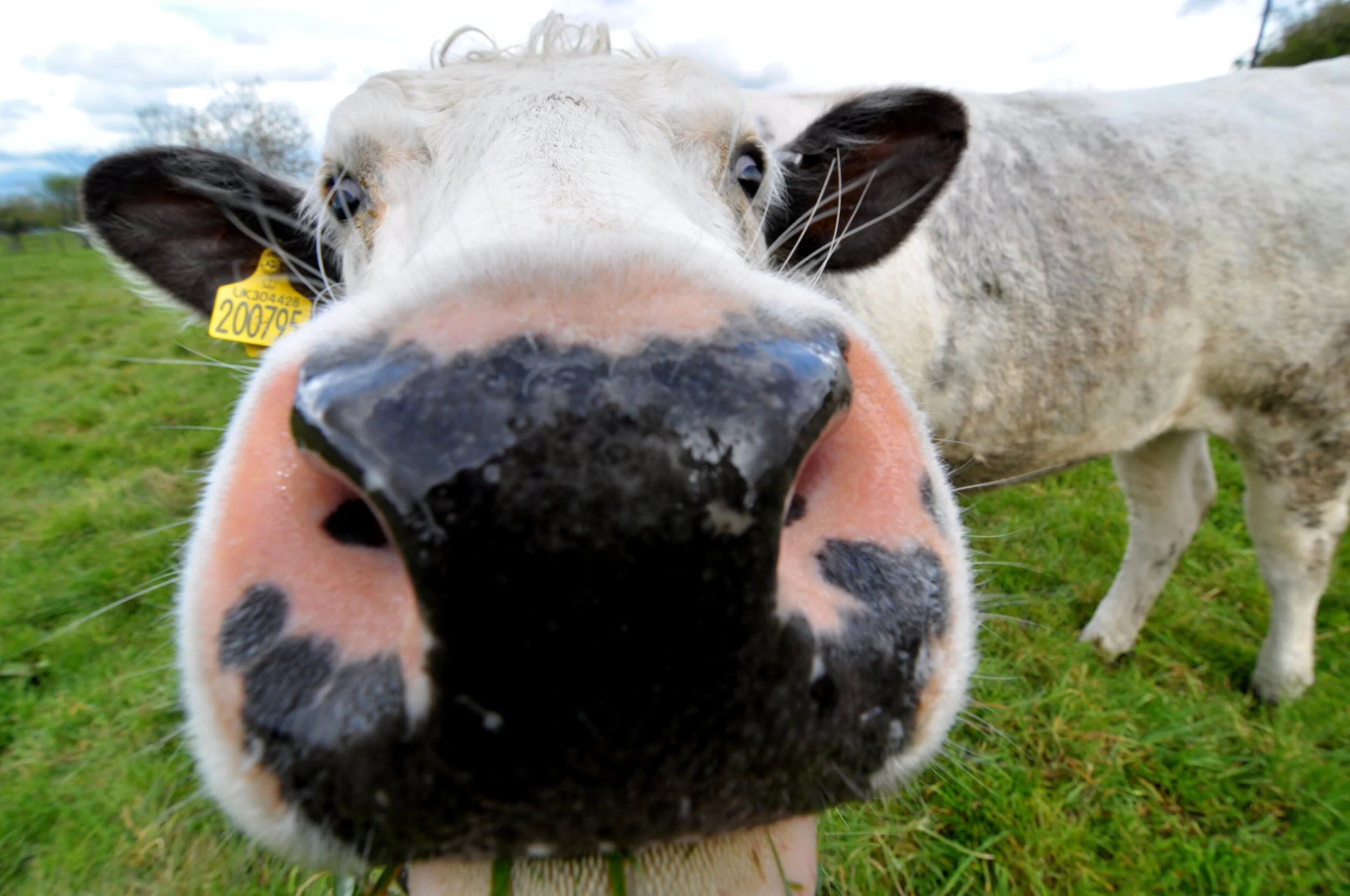 Close-up of a cow's face, showing its nose and eyes, with a yellow ear tag, standing on green grass.