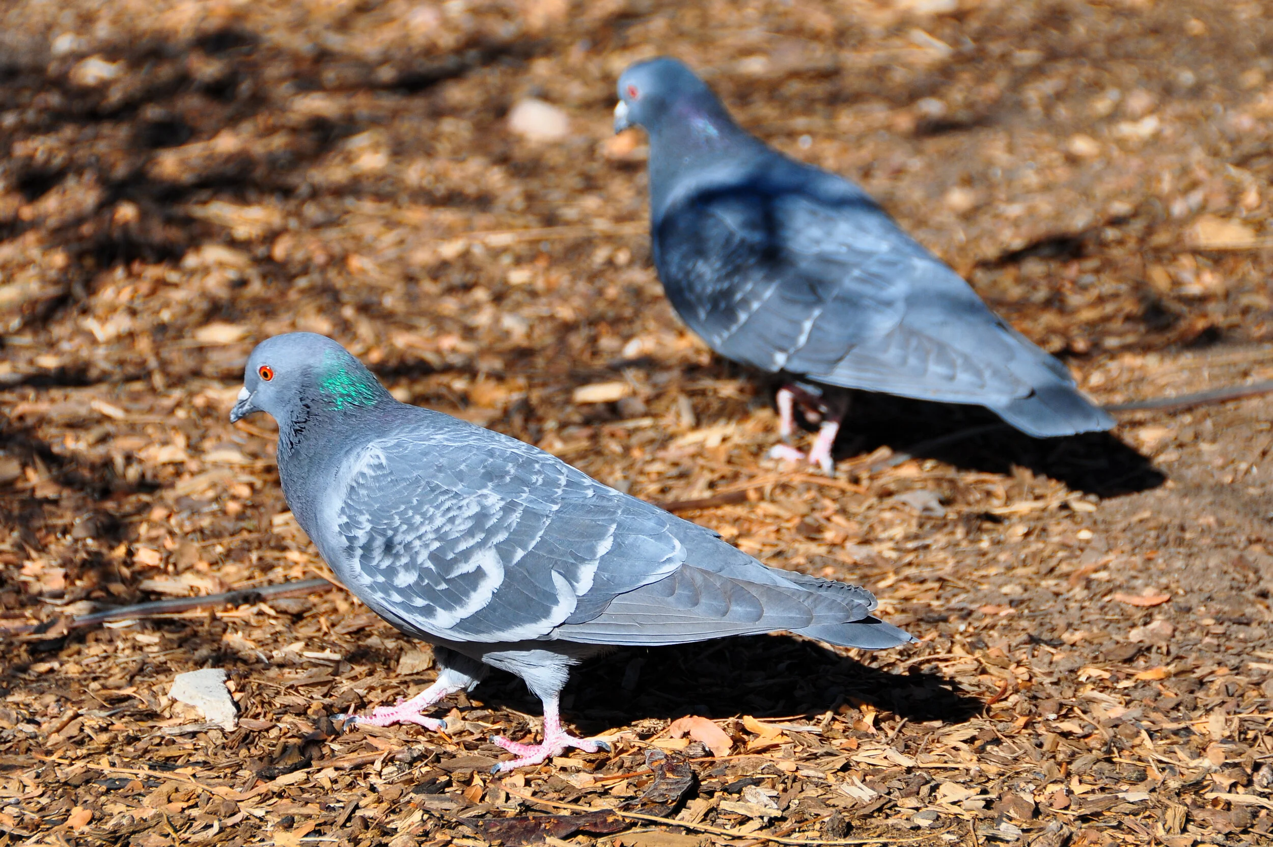 Two pigeons standing on a dirt ground covered with small leaves or wood chips.