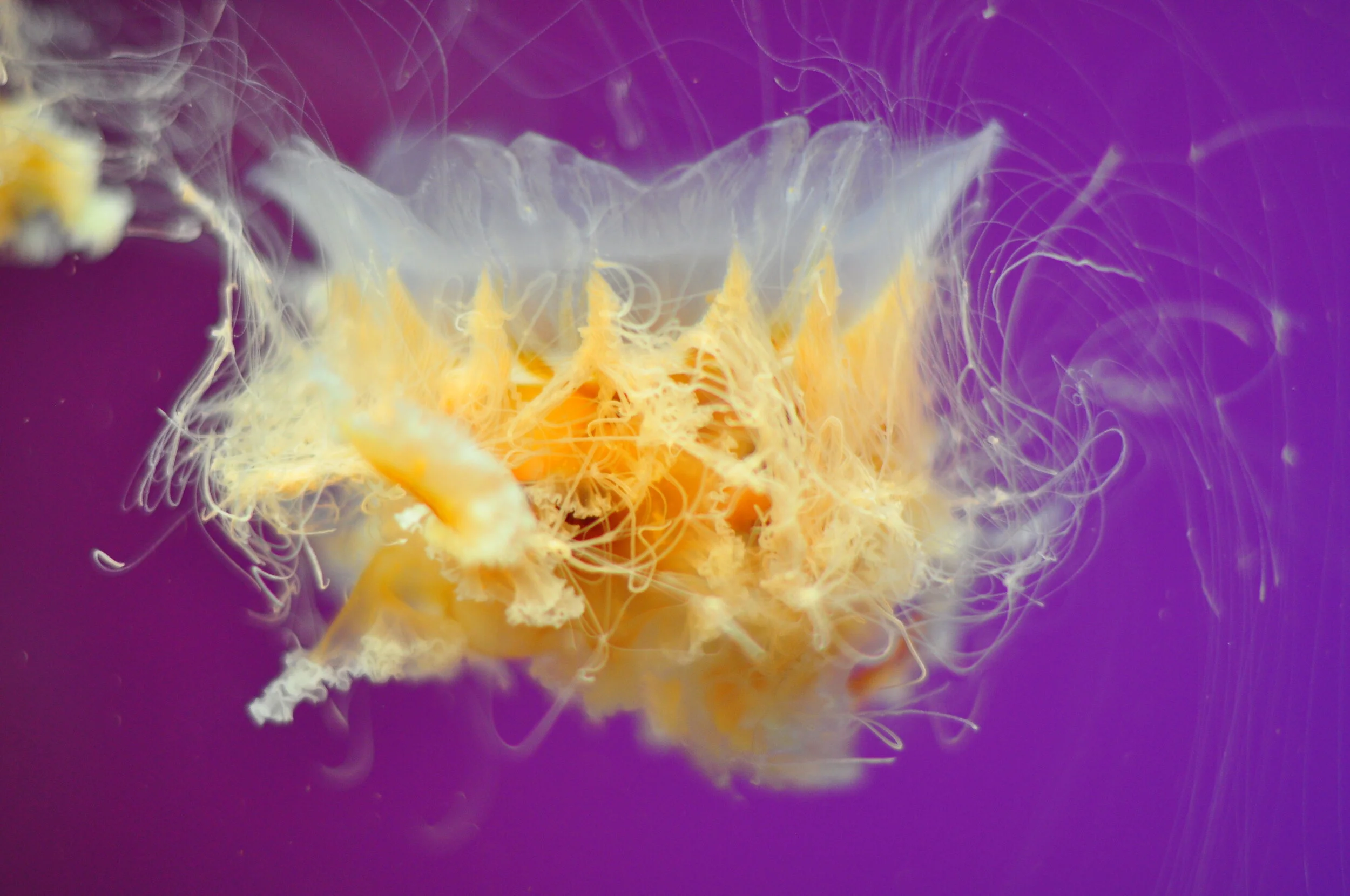 Close-up photo of a jellyfish with a purple background. The jellyfish has a translucent bell with orange and white colors and long, thin, flowing tentacles.
