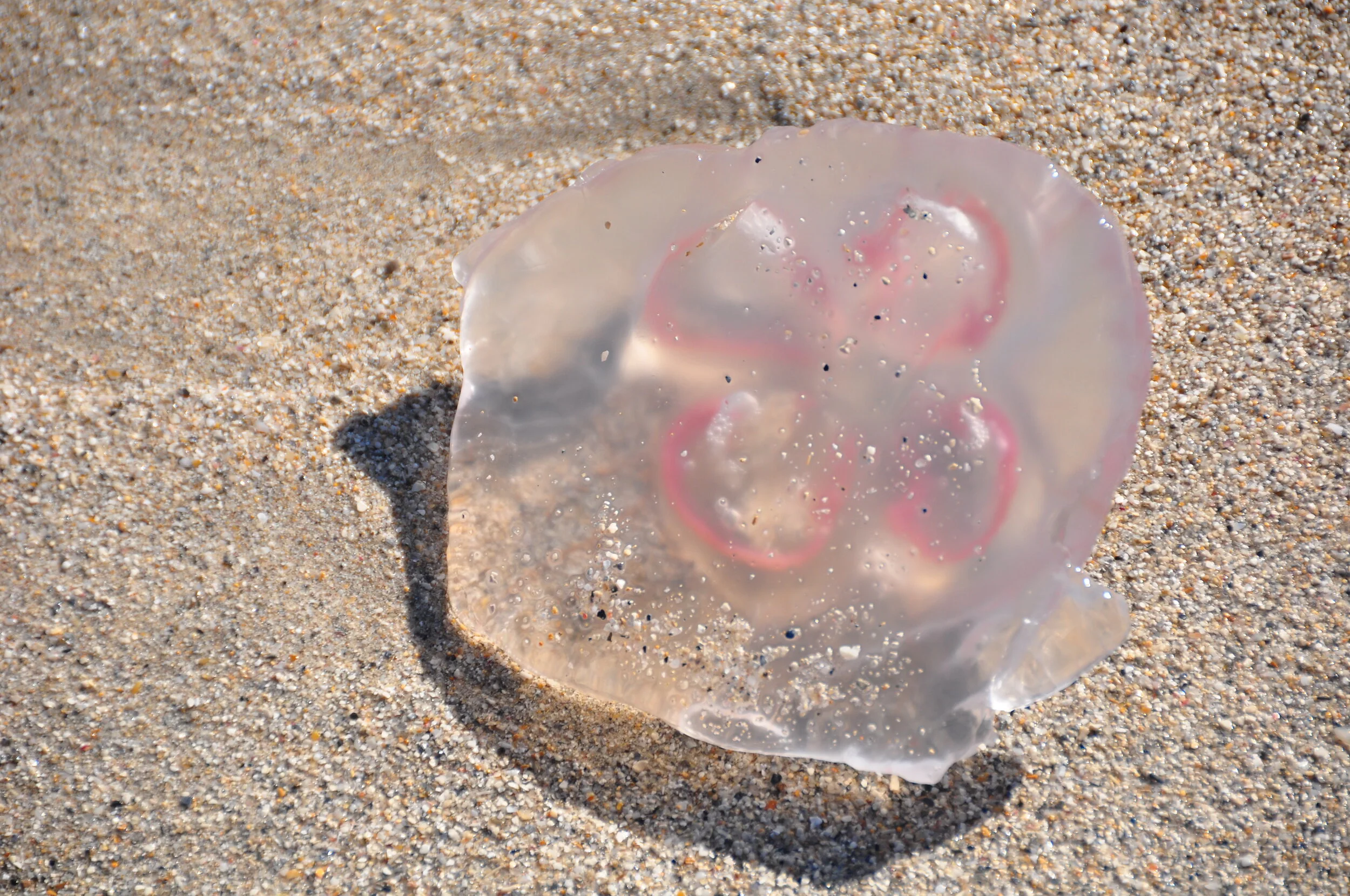 A translucent jellyfish with pink rings on the sand at the beach.