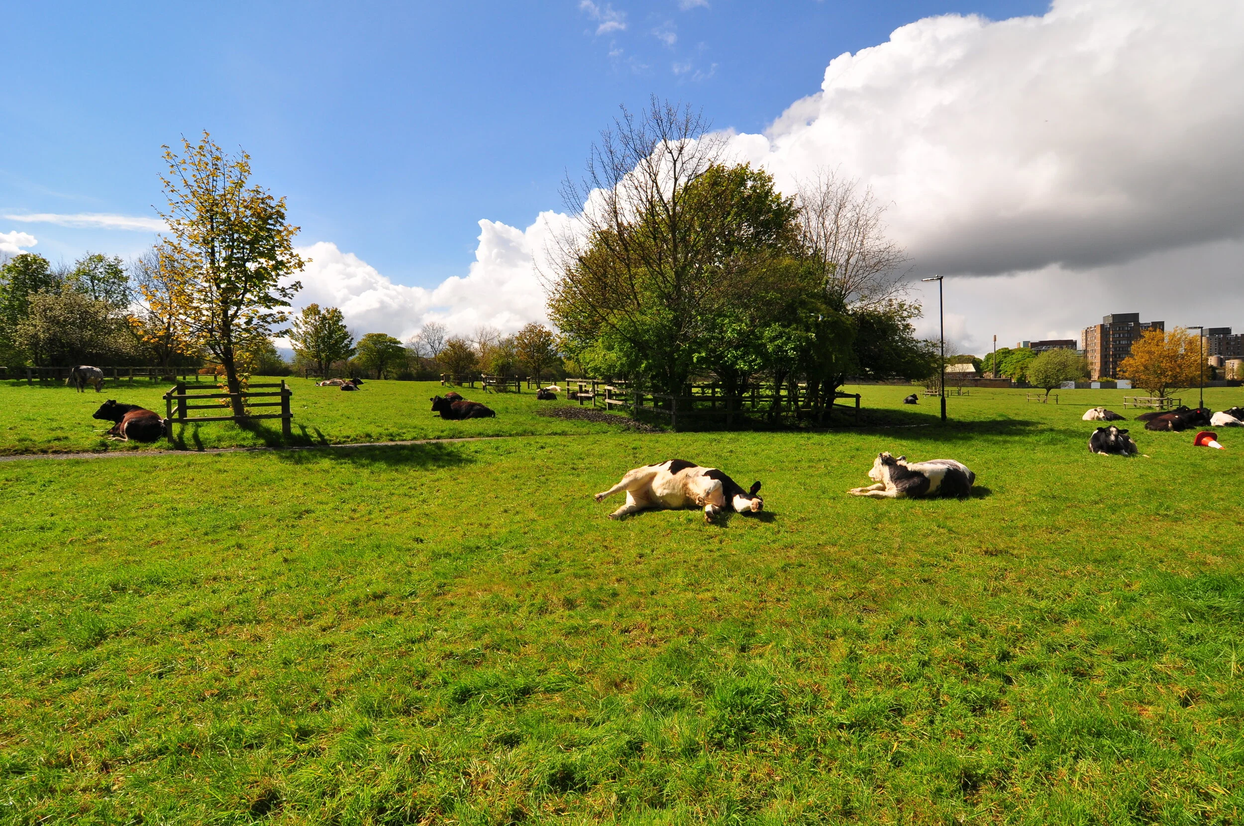 Field with cows lying down and resting under trees in a park on a partly cloudy day.