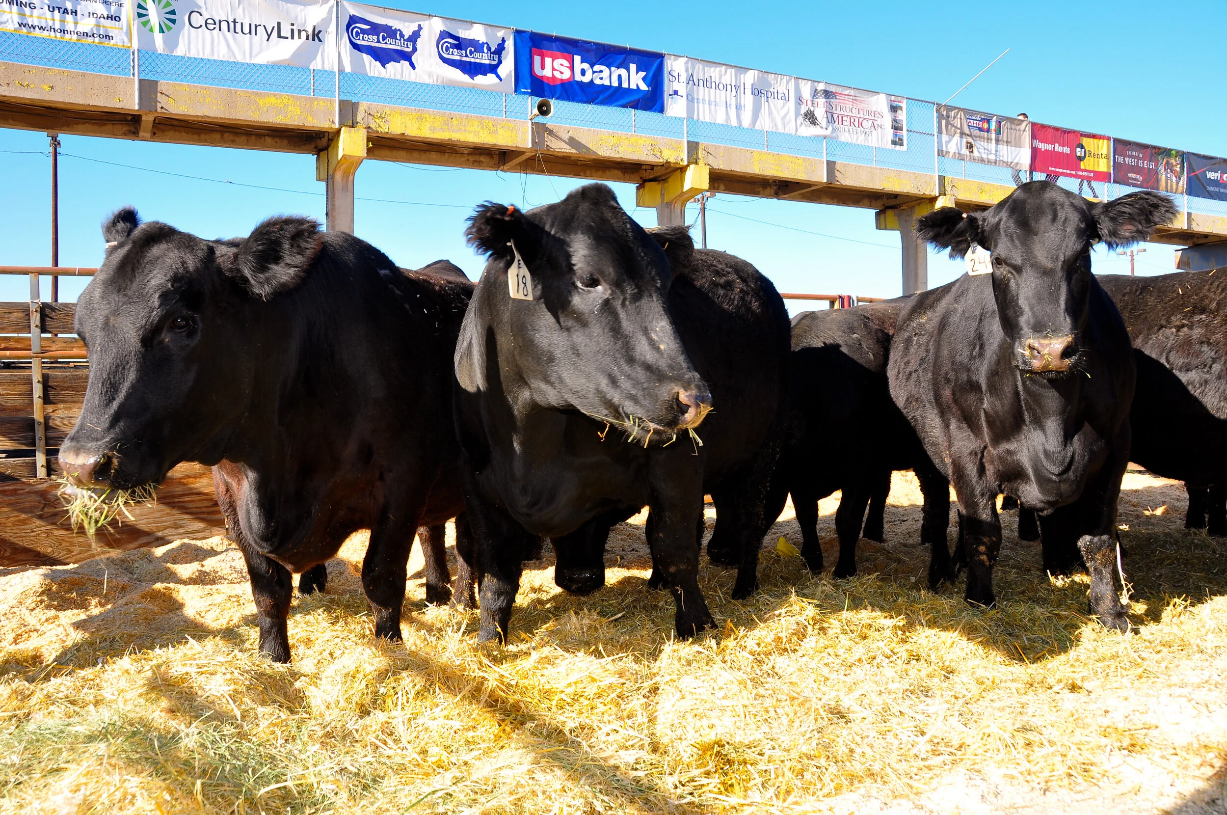 Three black calves standing on yellow straw inside a fenced area at a fair or rodeo. Banners and advertisements are visible on the overhead fence, including US Bank and other sponsors.