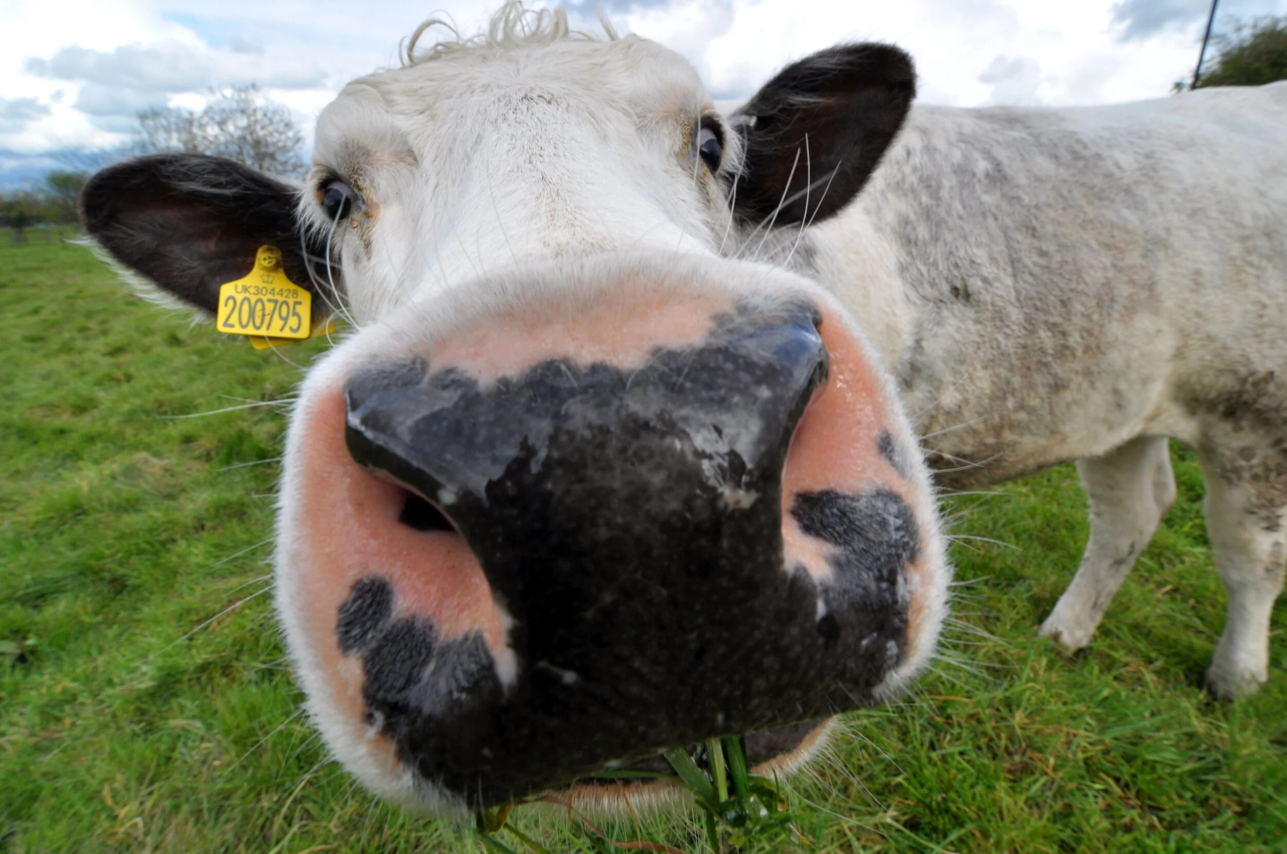 Close-up of a cow's face in a grassy field, with a large nose and one ear tagged with a yellow identification tag.