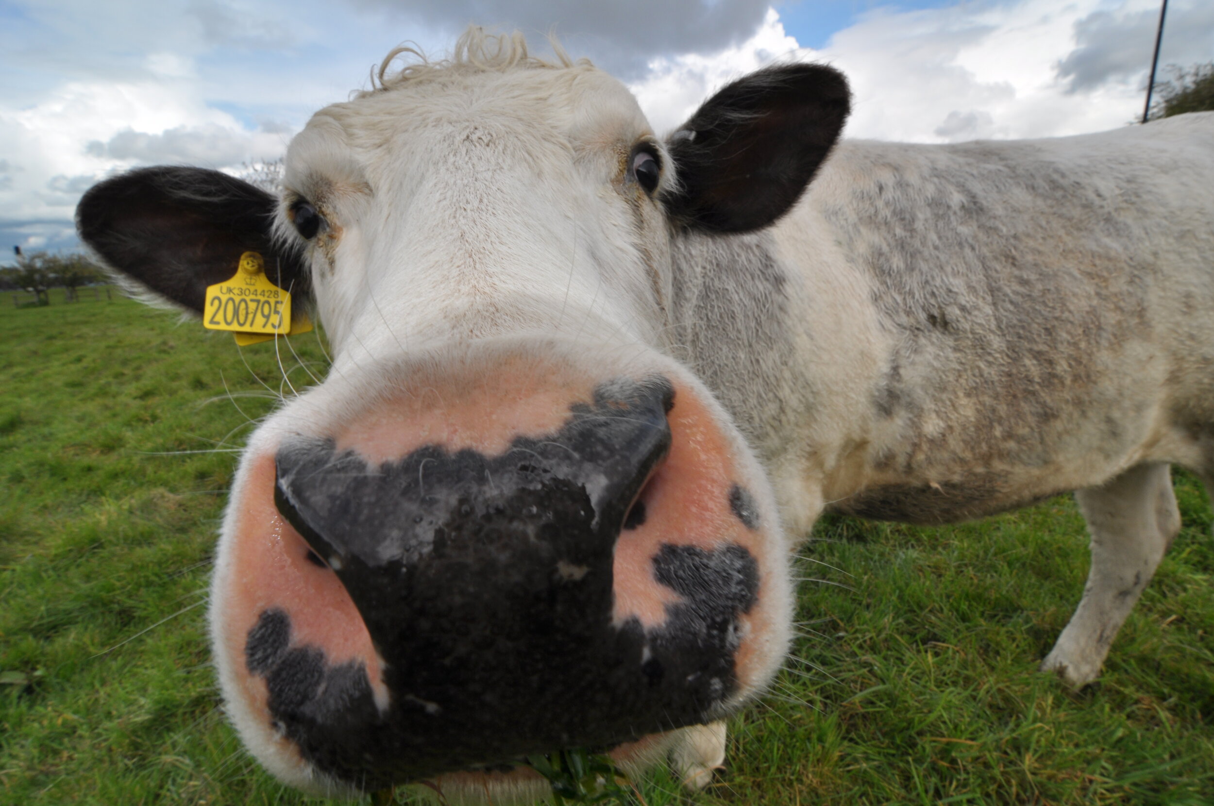 Close-up of a cow’s face with black and pink nose, standing on green grass outdoors, with a cloudy sky in the background.