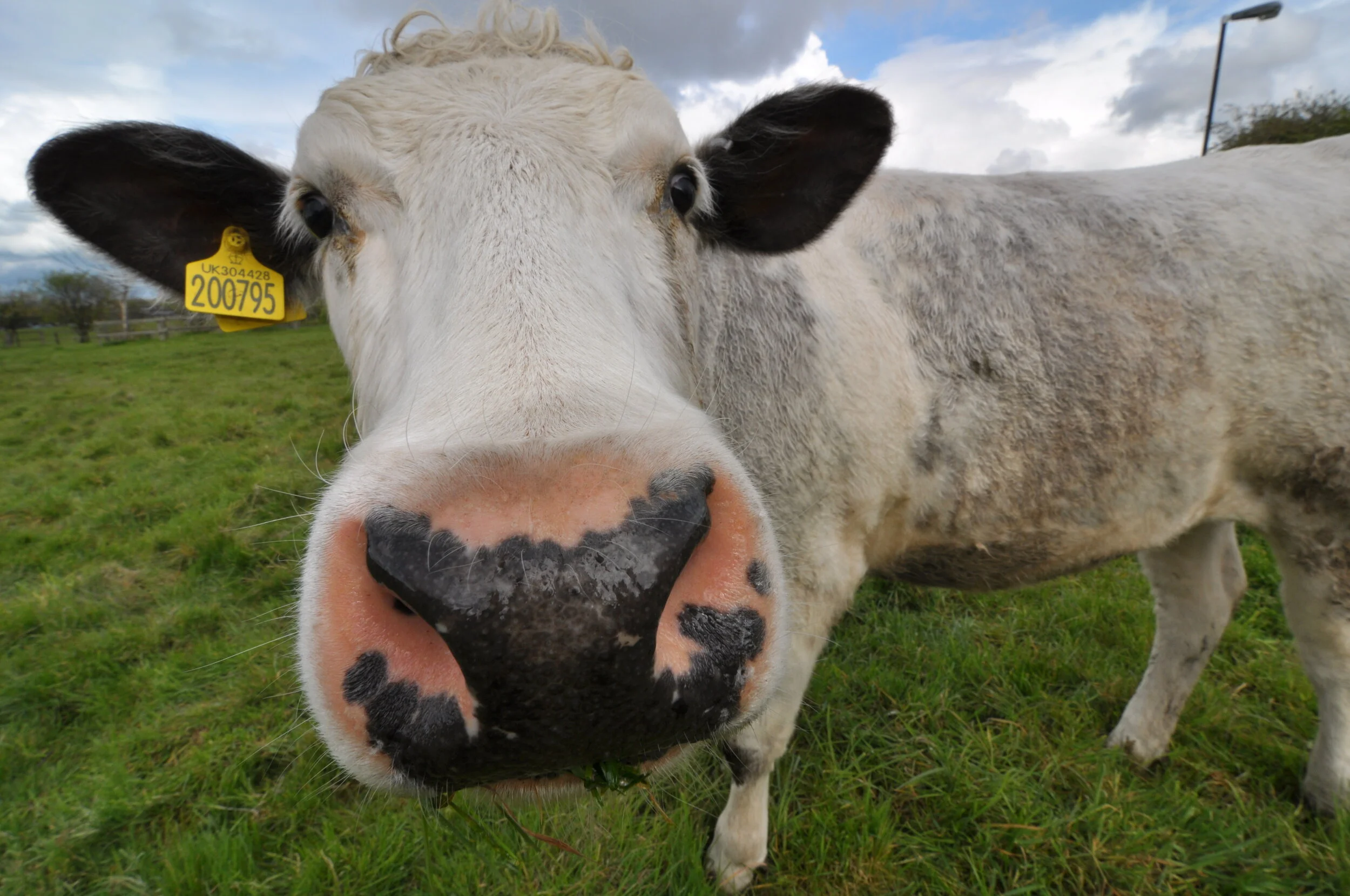 Close-up of a cow's face with a large pink nose and black spots in a green field.