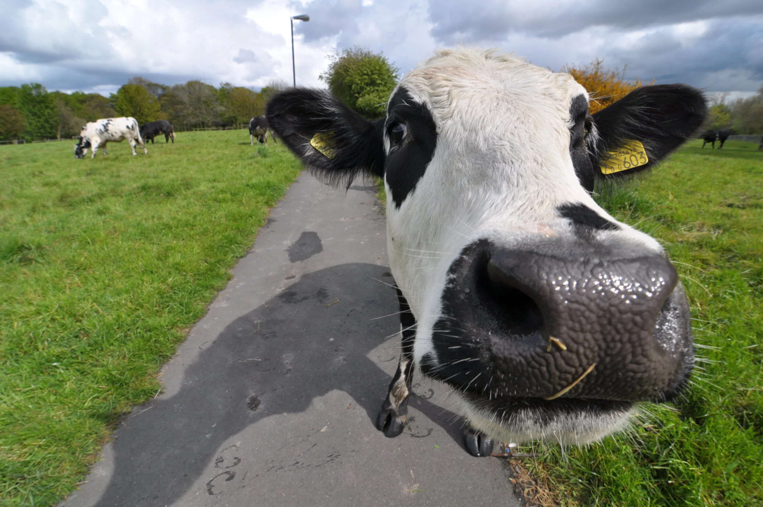 Close-up of a black and white Holstein cow's face, with other cows grazing in a green field under a cloudy sky in the background.