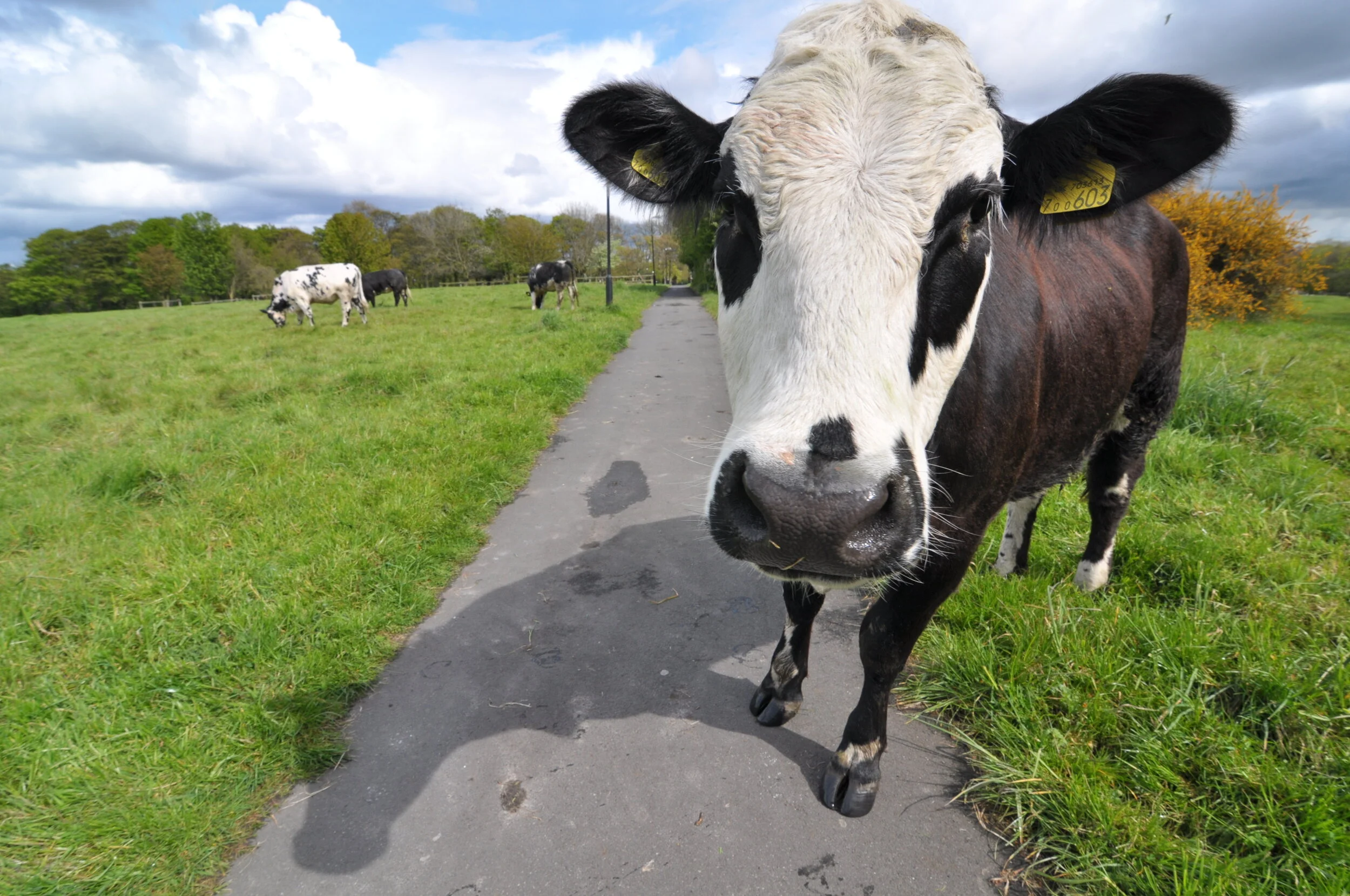 Close-up of a black and white cow standing on a paved path in a grassy field with other cows, trees, and a cloudy sky in the background.