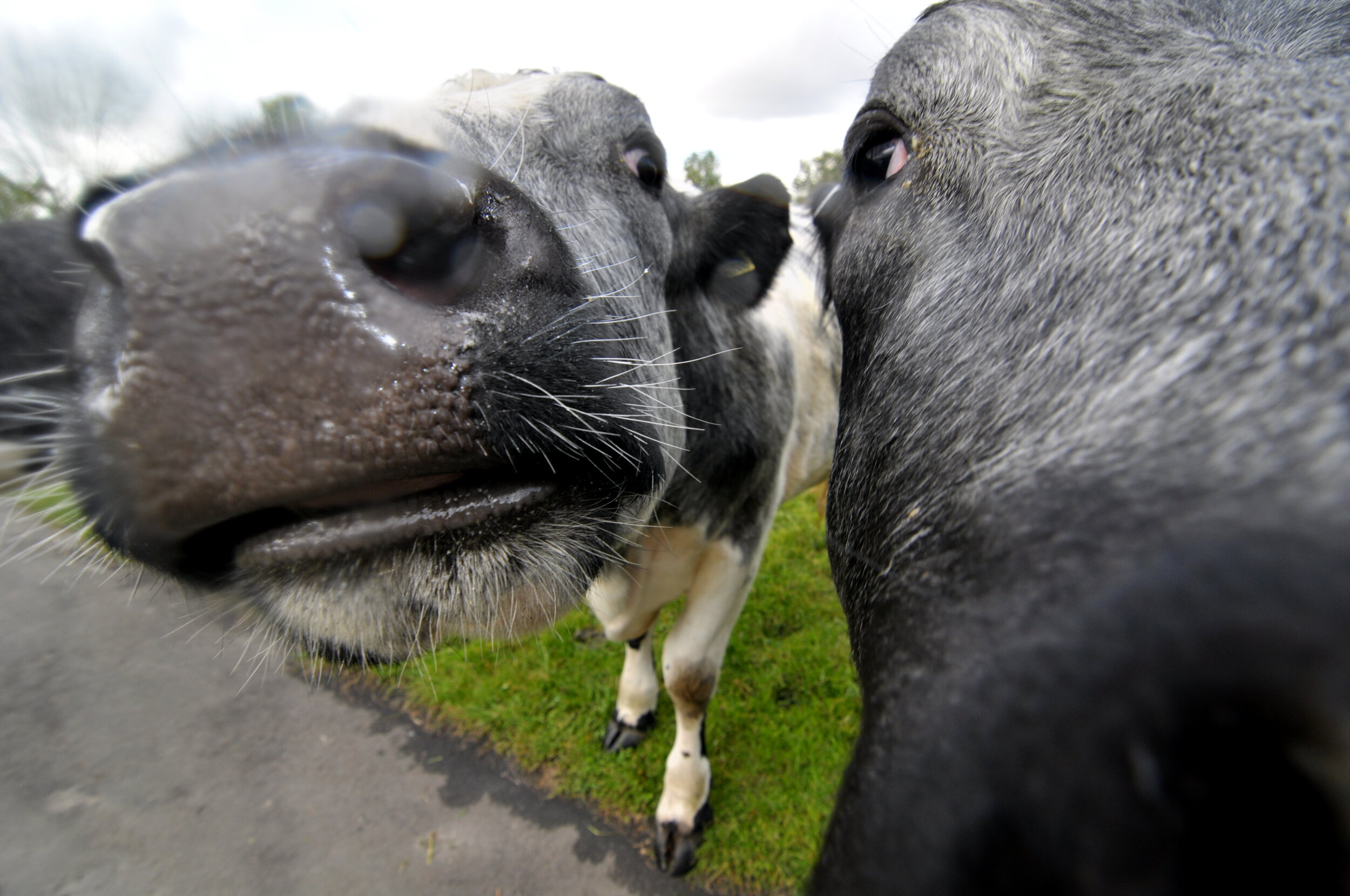 Close-up of three cows touching noses outside on a cloudy day, with green grass and trees in the background.
