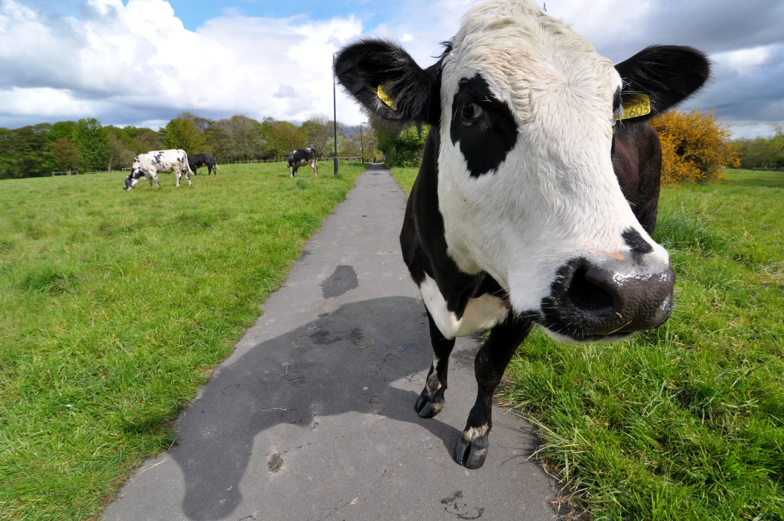 Close-up of a black and white cow on a farm, with other cows grazing in the background, under a partly cloudy sky.