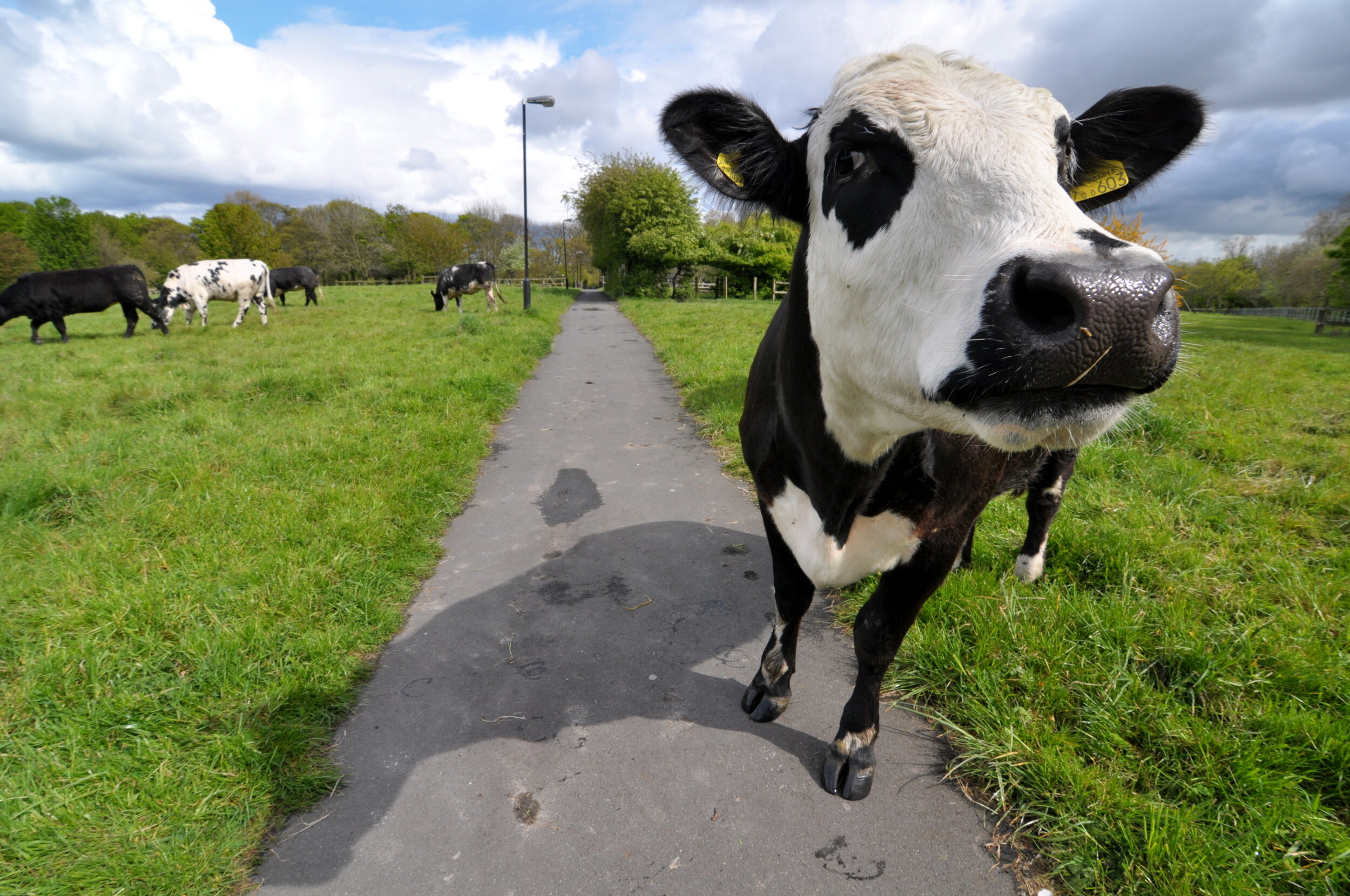 Close-up of a black and white cow on a grassy field with other cows in the background, walking along a paved path on a cloudy day.