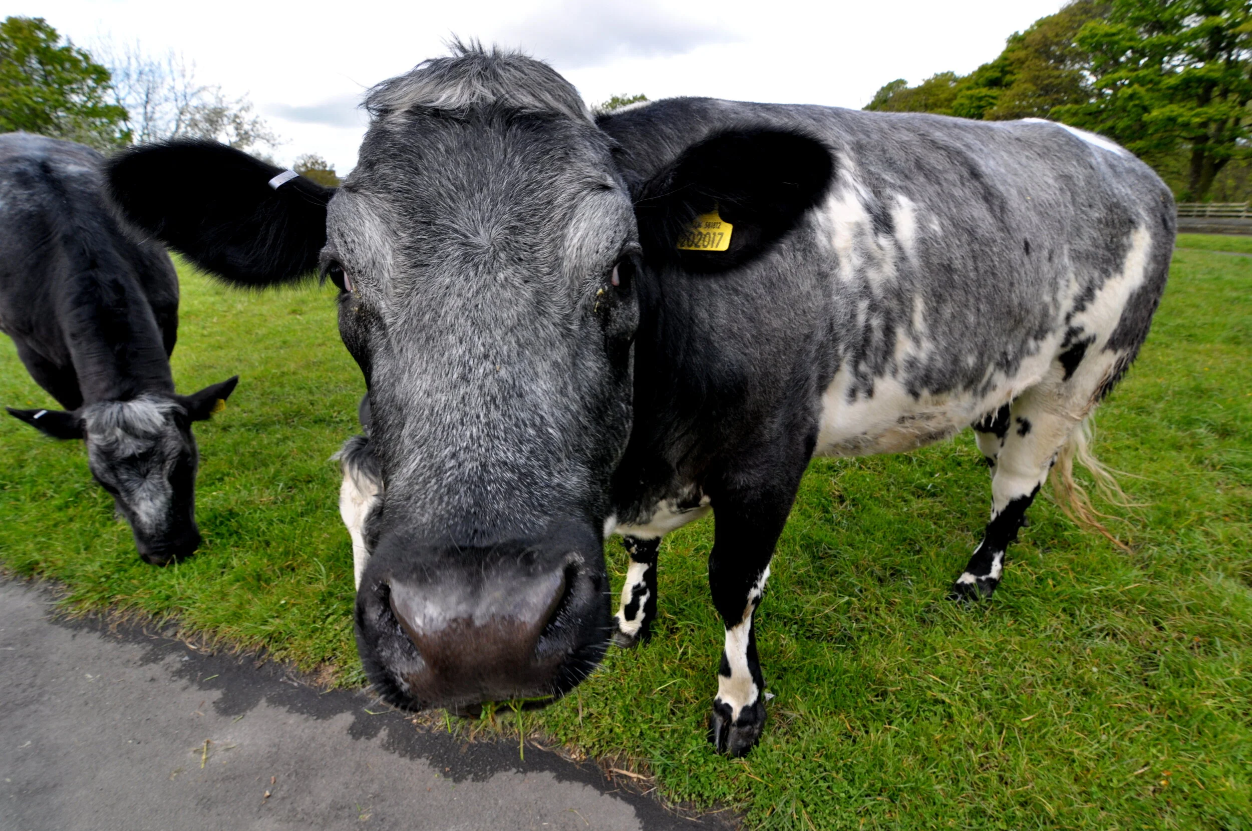 Close-up of a black and white dairy cow standing on green grass, with another cow grazing nearby, field, trees, and cloudy sky in the background.