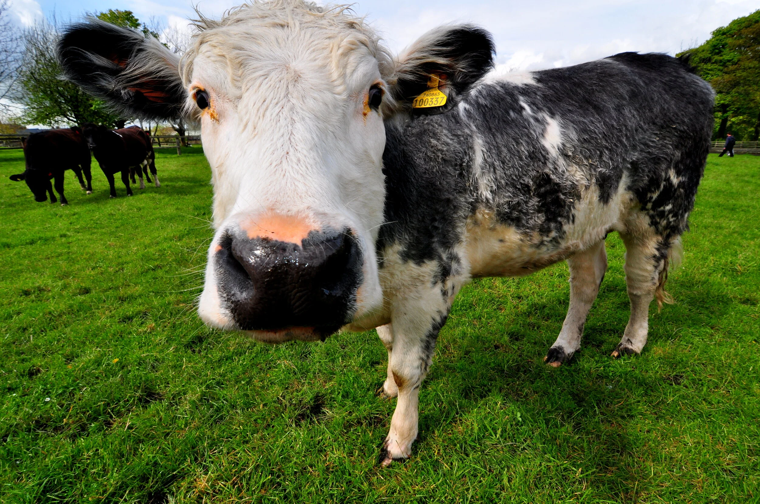 Close-up of a black and white cow on a green pasture with other cows in the background, trees, and a fence under a partly cloudy sky.