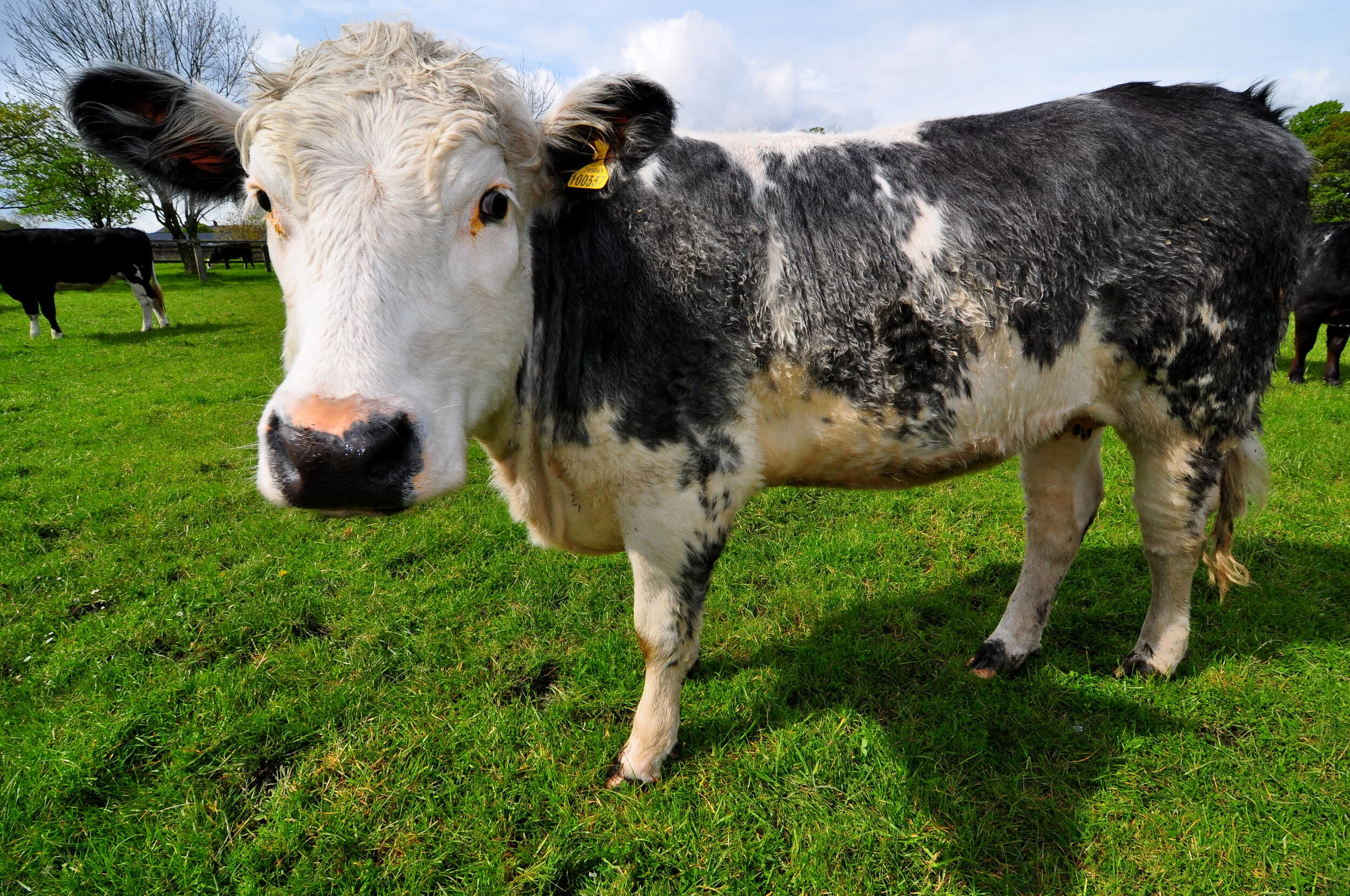 Close-up of a black and white Holstein cow grazing in a green field with other cows in the background on a sunny day.