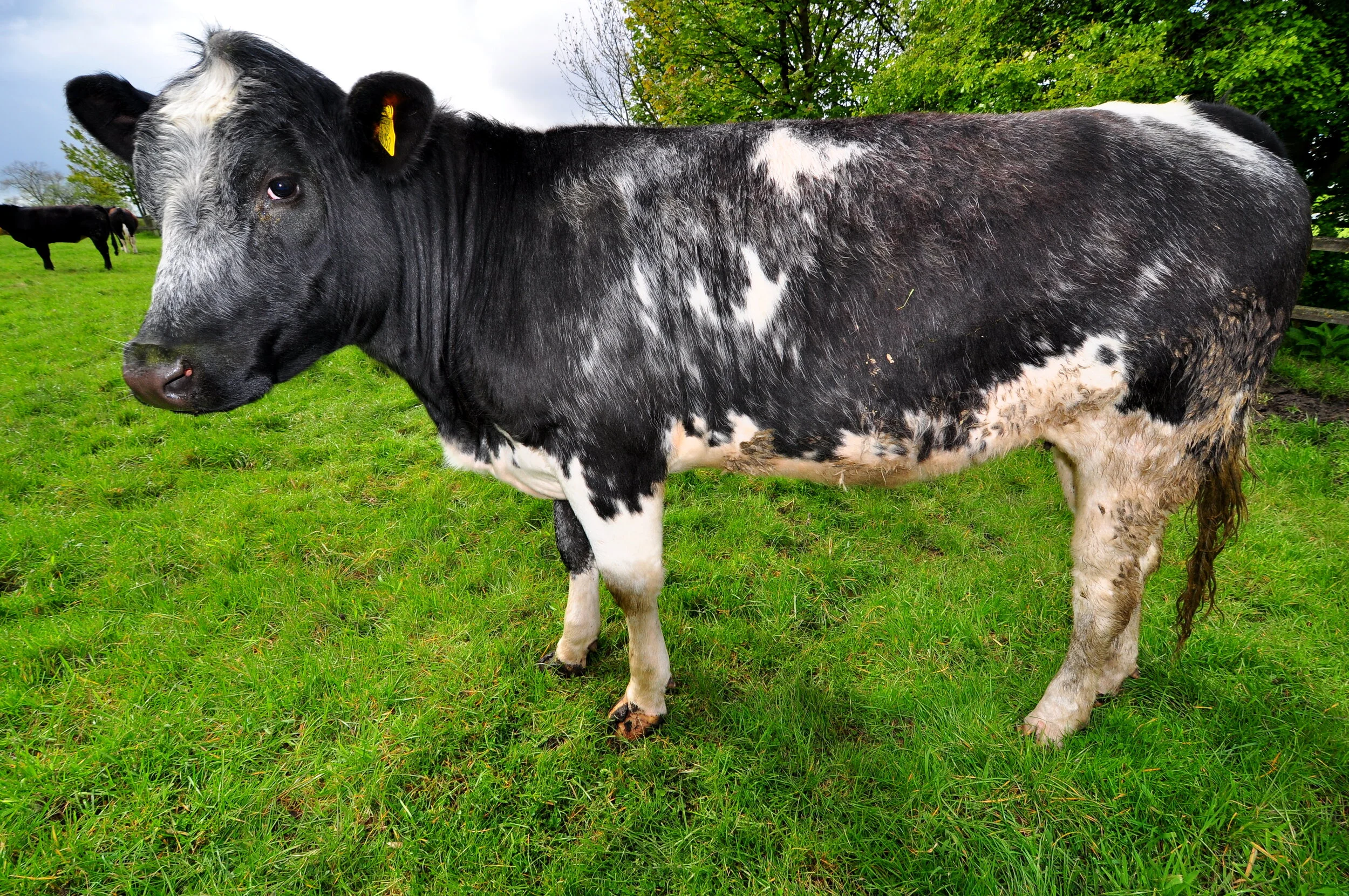 A black and white cow standing on a green grassy field, with a cloudy sky and trees in the background.