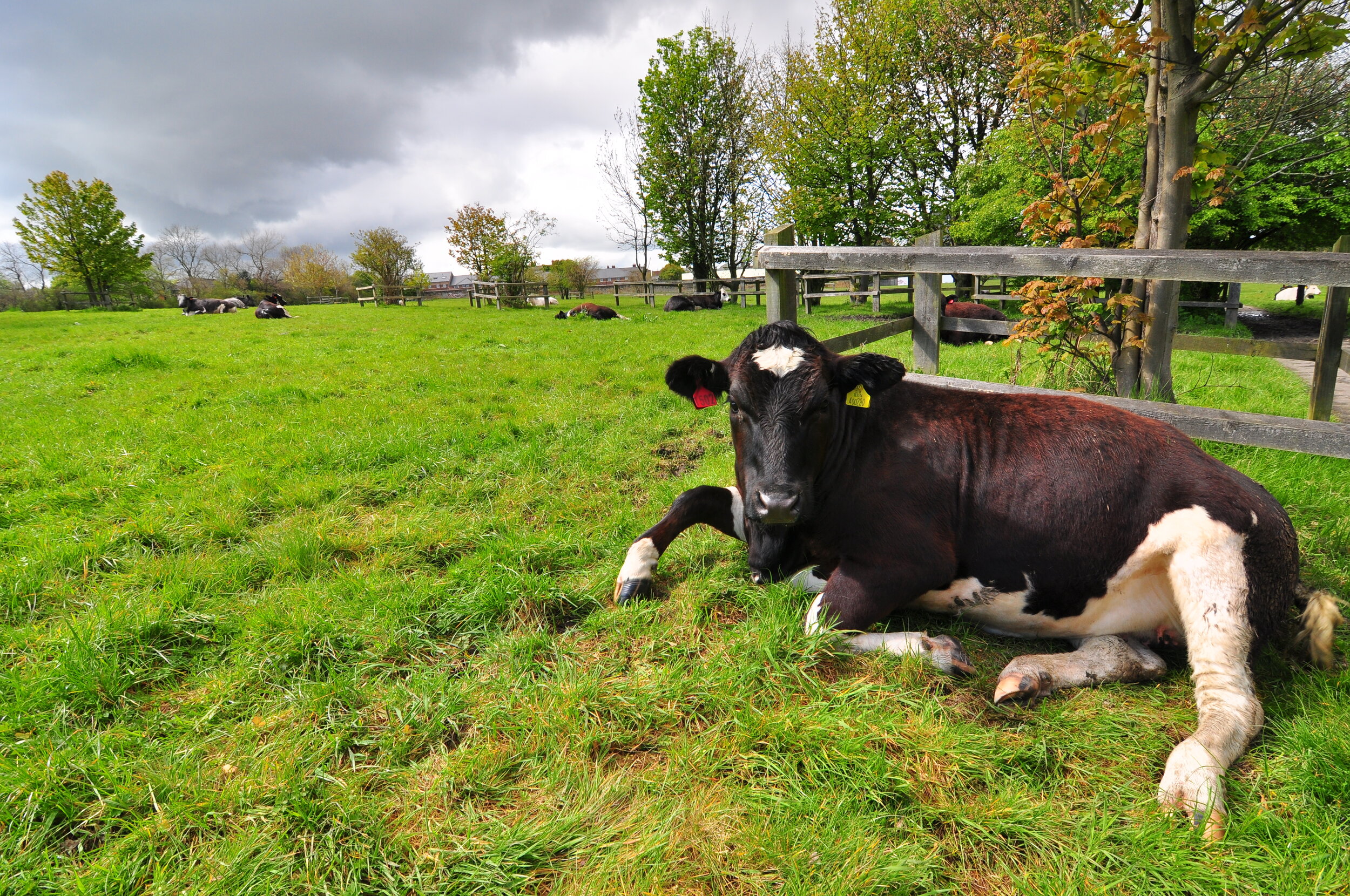 A black and white calf lying on green grass in a fenced pasture with other cows resting in the background, trees, and overcast sky.