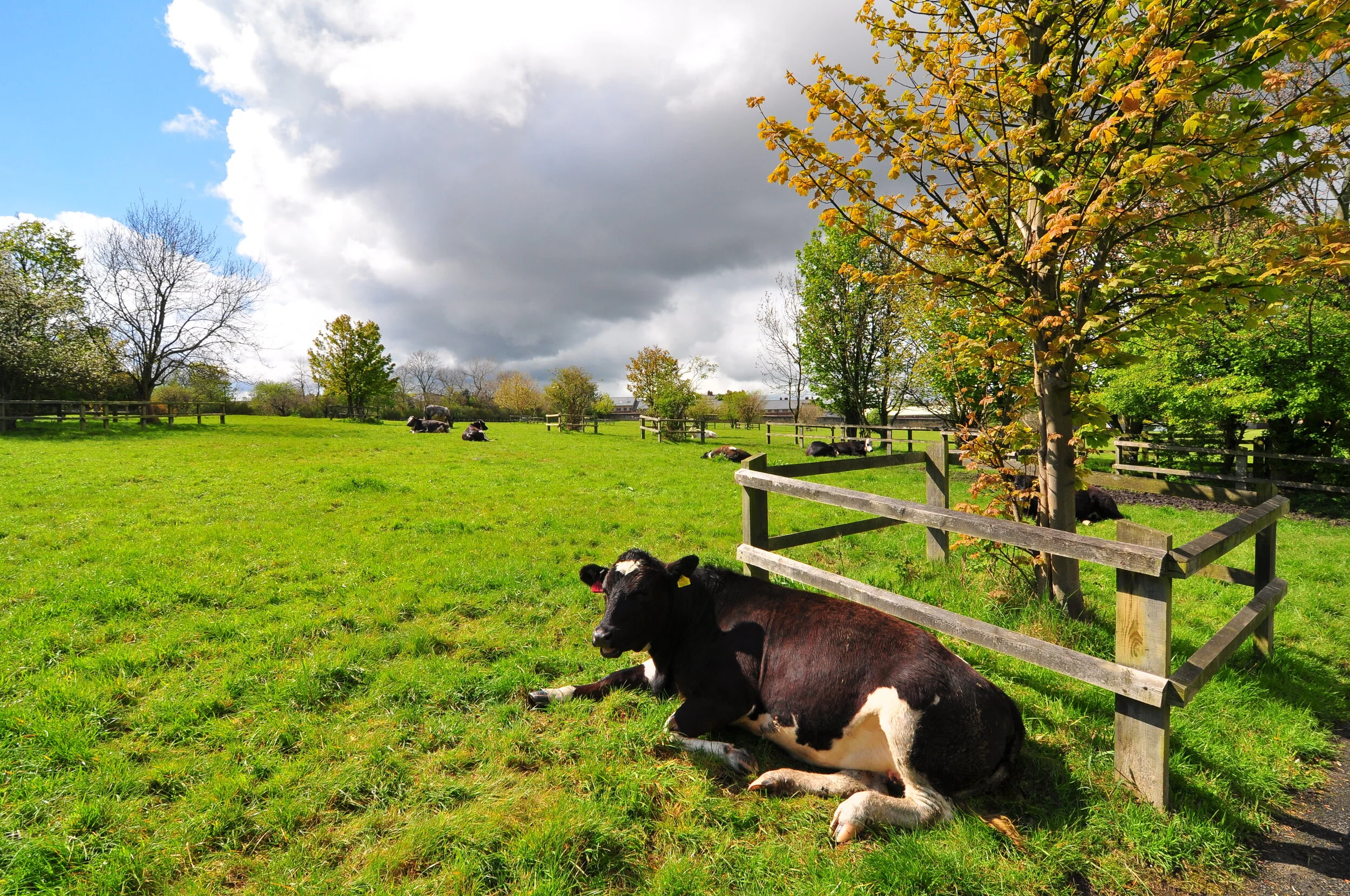 Cow resting on a grassy pasture with trees and a cloudy sky in the background.