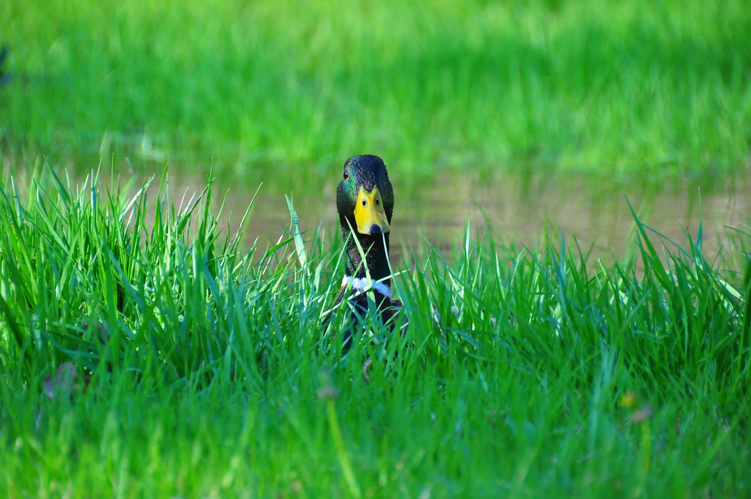 A duck peeking through tall green grass near a body of water.