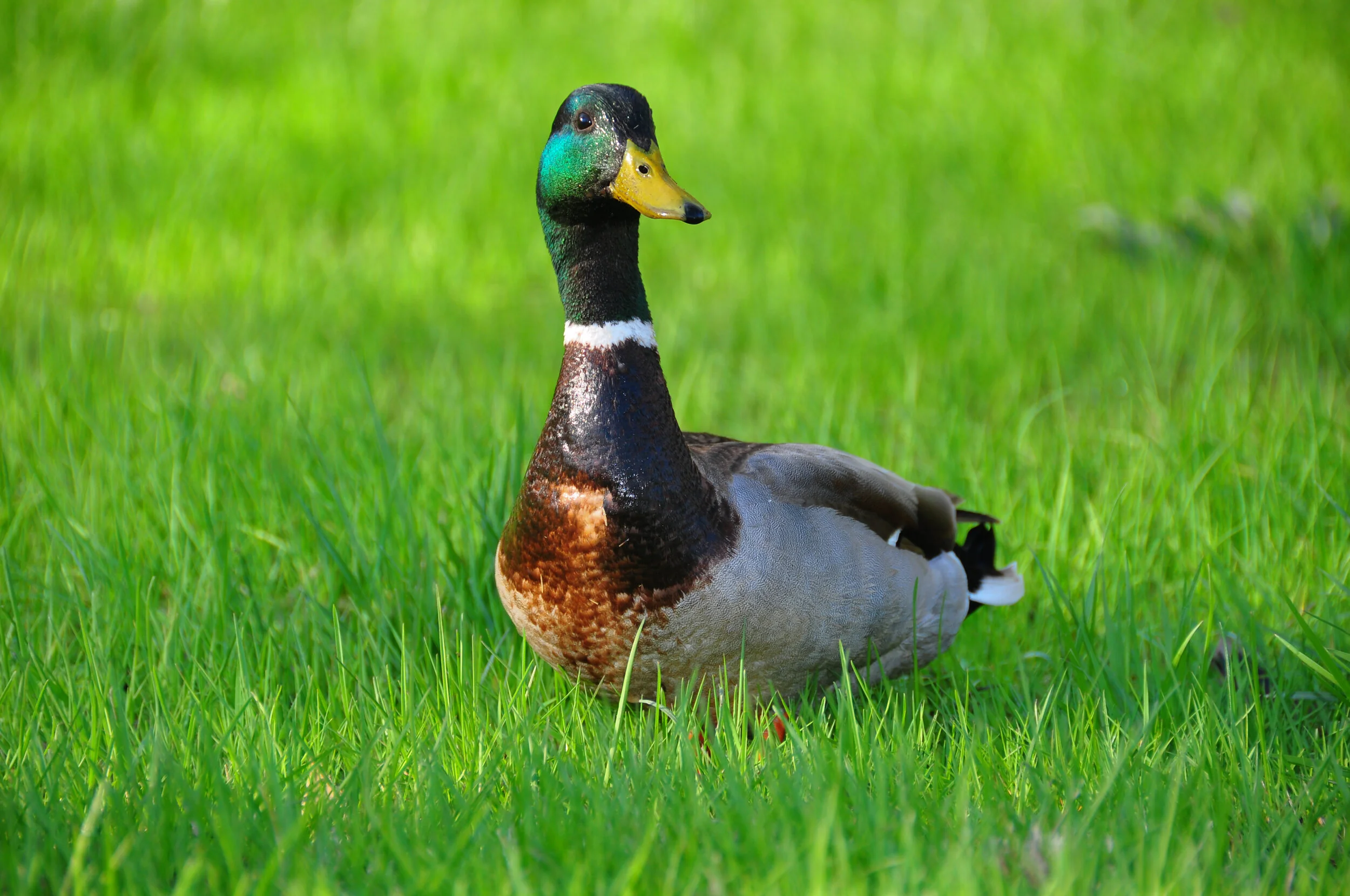A male mallard duck sitting on green grass.