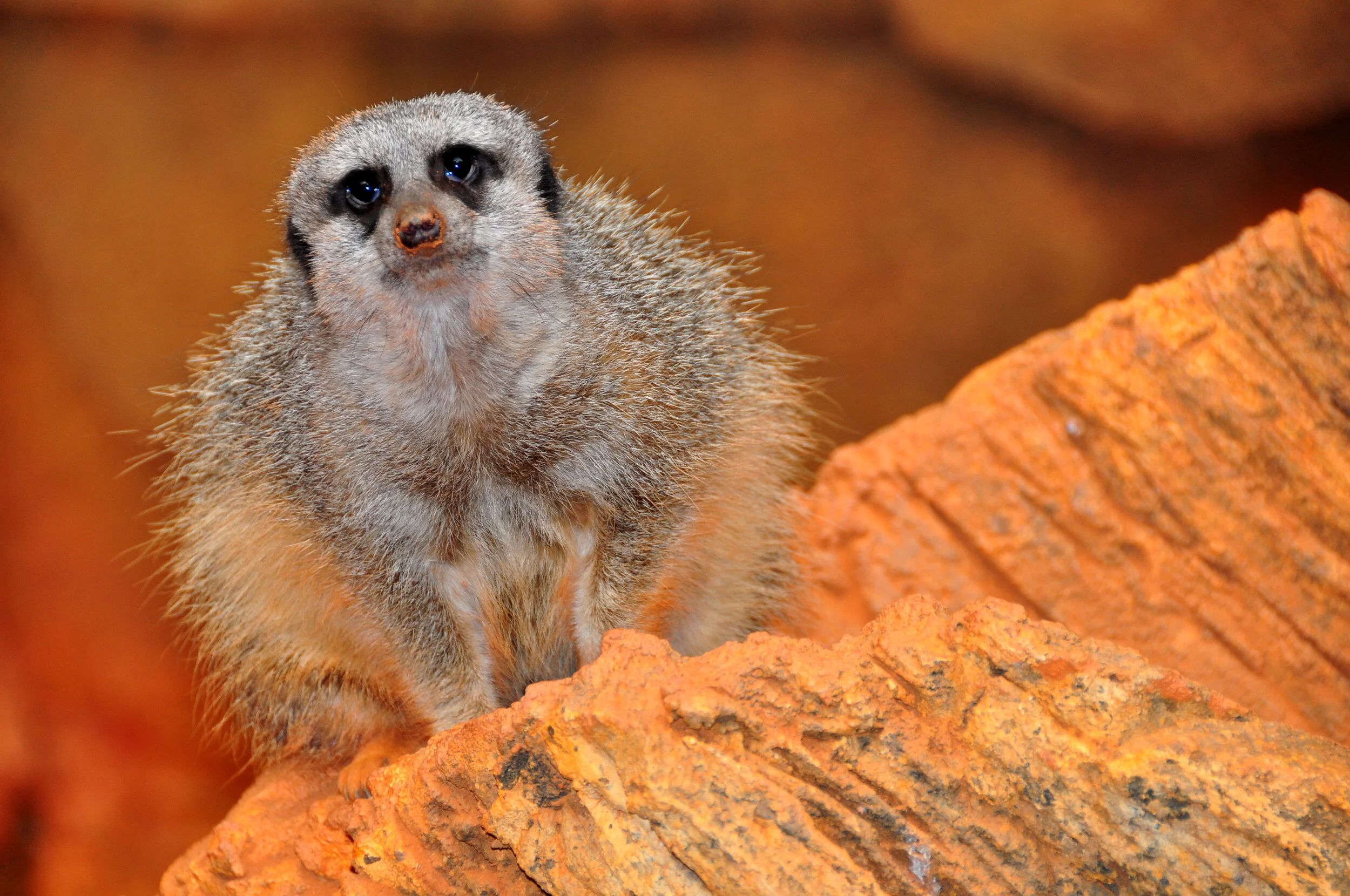 A meerkat perched on a rocky orange surface, looking at the camera with a curious expression.