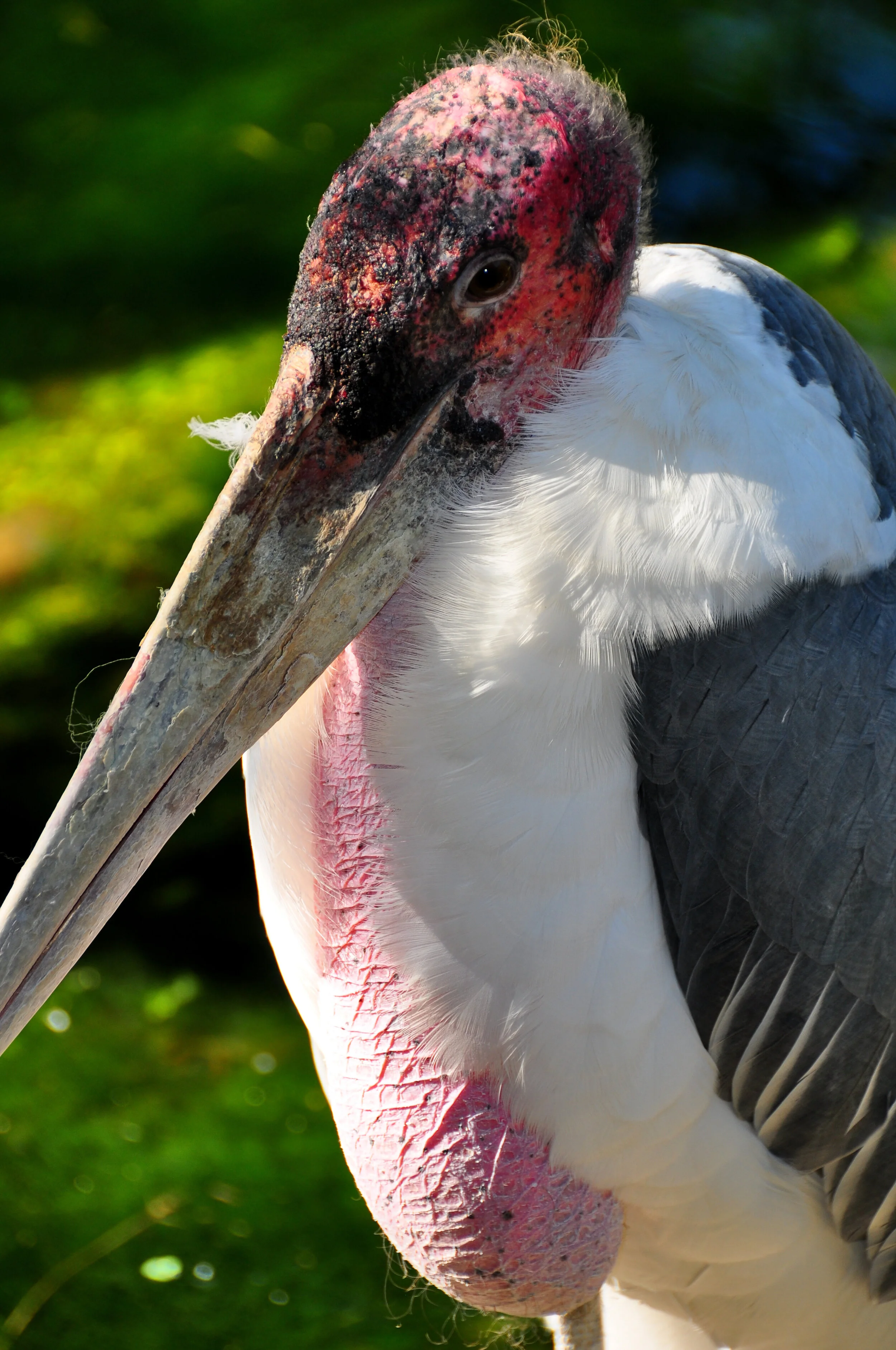 Close-up of a large stork with a long, thick beak, red and black facial markings, white feathers on the neck, and dark gray feathers on the body, standing outdoors with green blurred background.