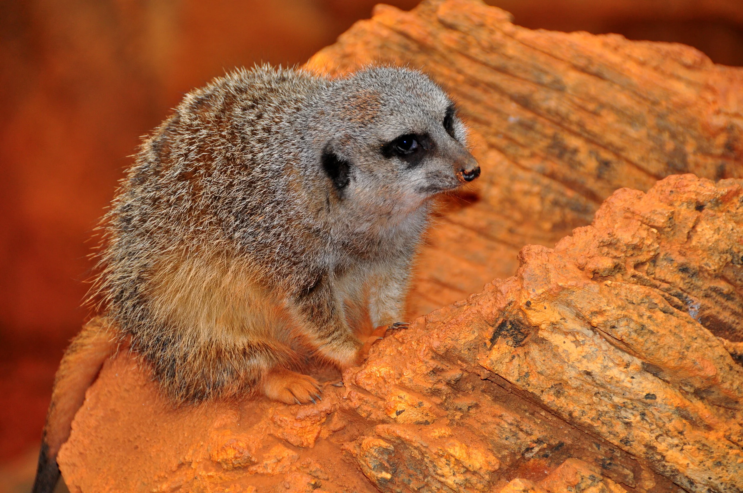 A small, furry prairie dog sitting on a reddish rock with a rocky background.
