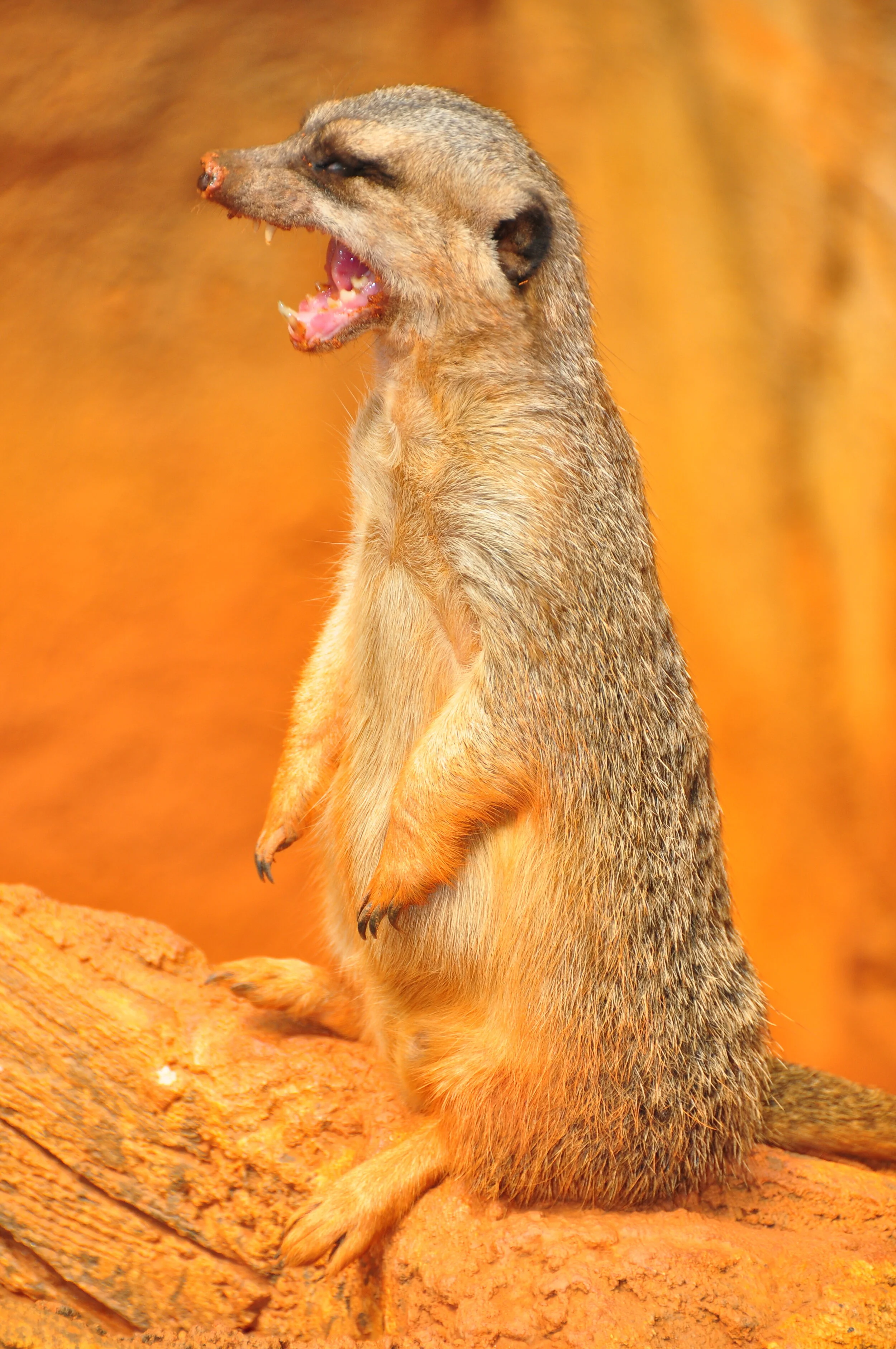 A meerkat standing upright on a rock with its mouth open, showing its teeth, against a blurred orange background.