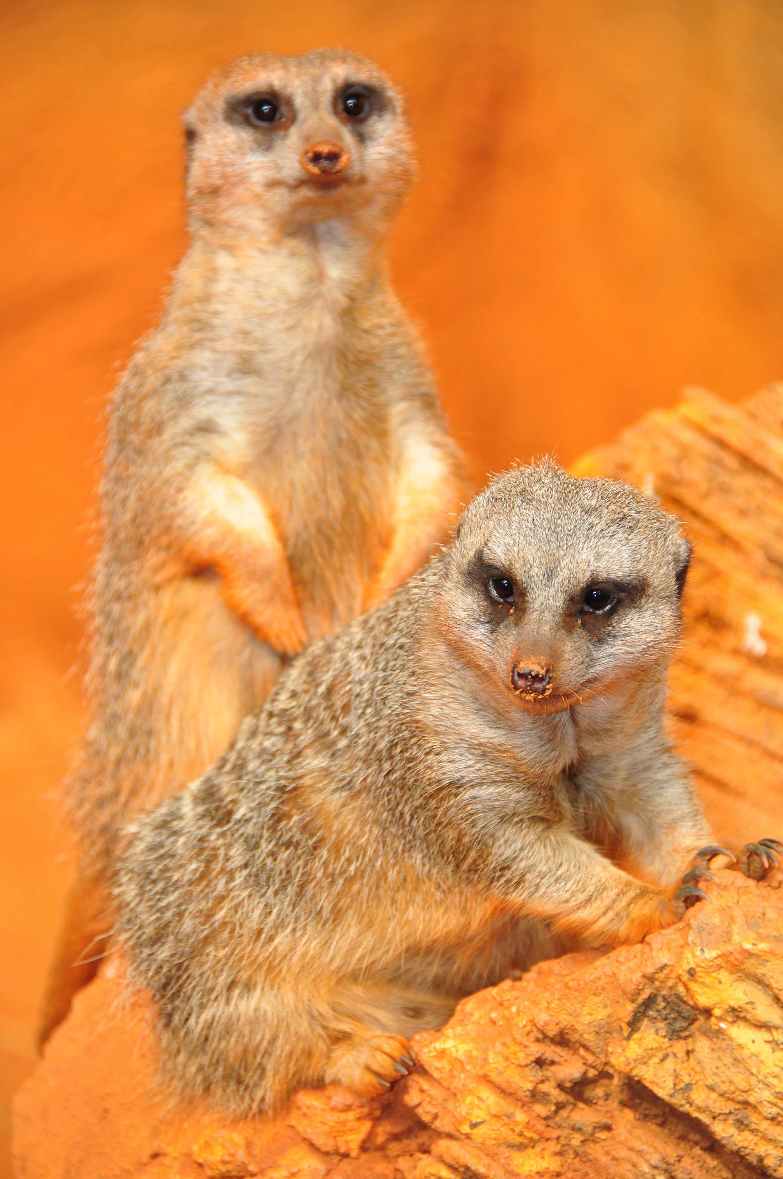 Two meerkats on a rock with an orange background.