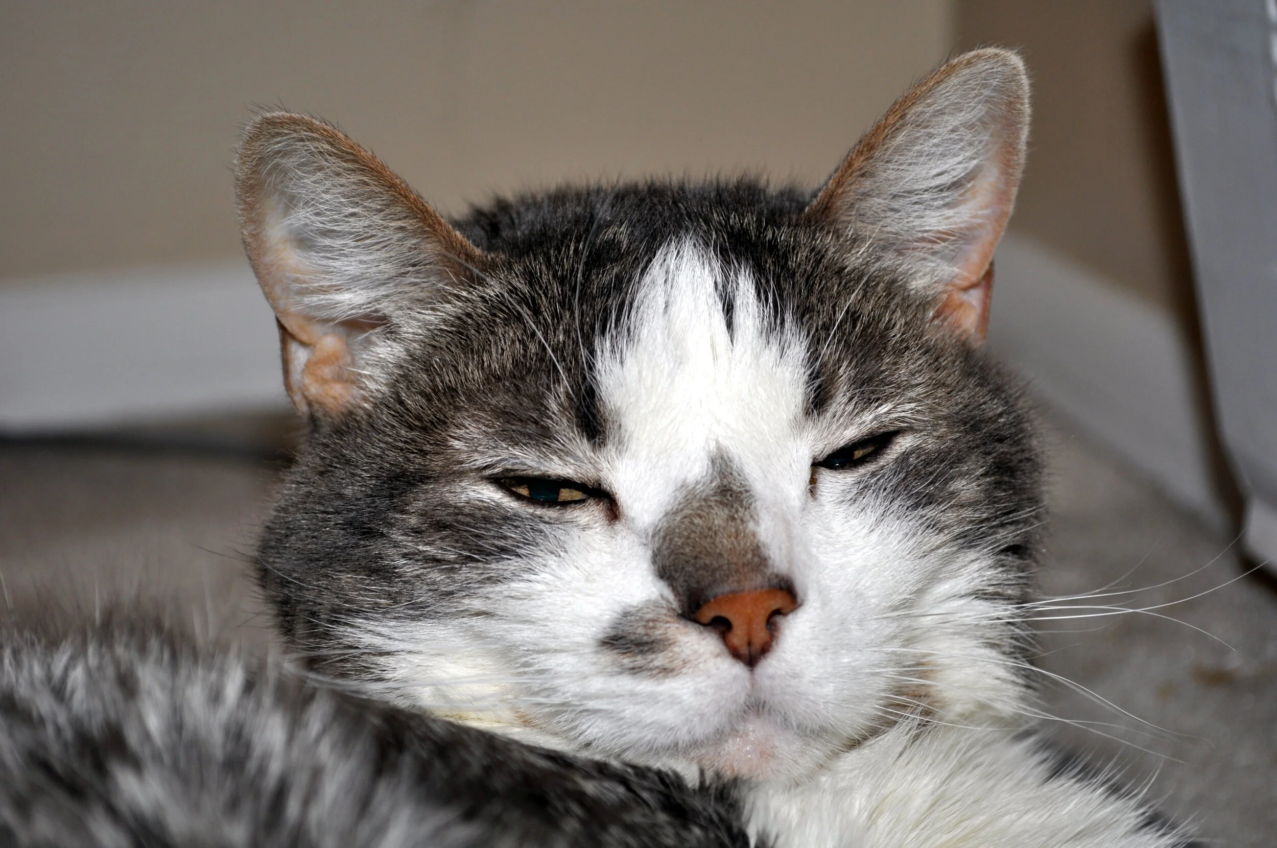 Close-up of a sleepy tabby and white cat resting with half-closed eyes.