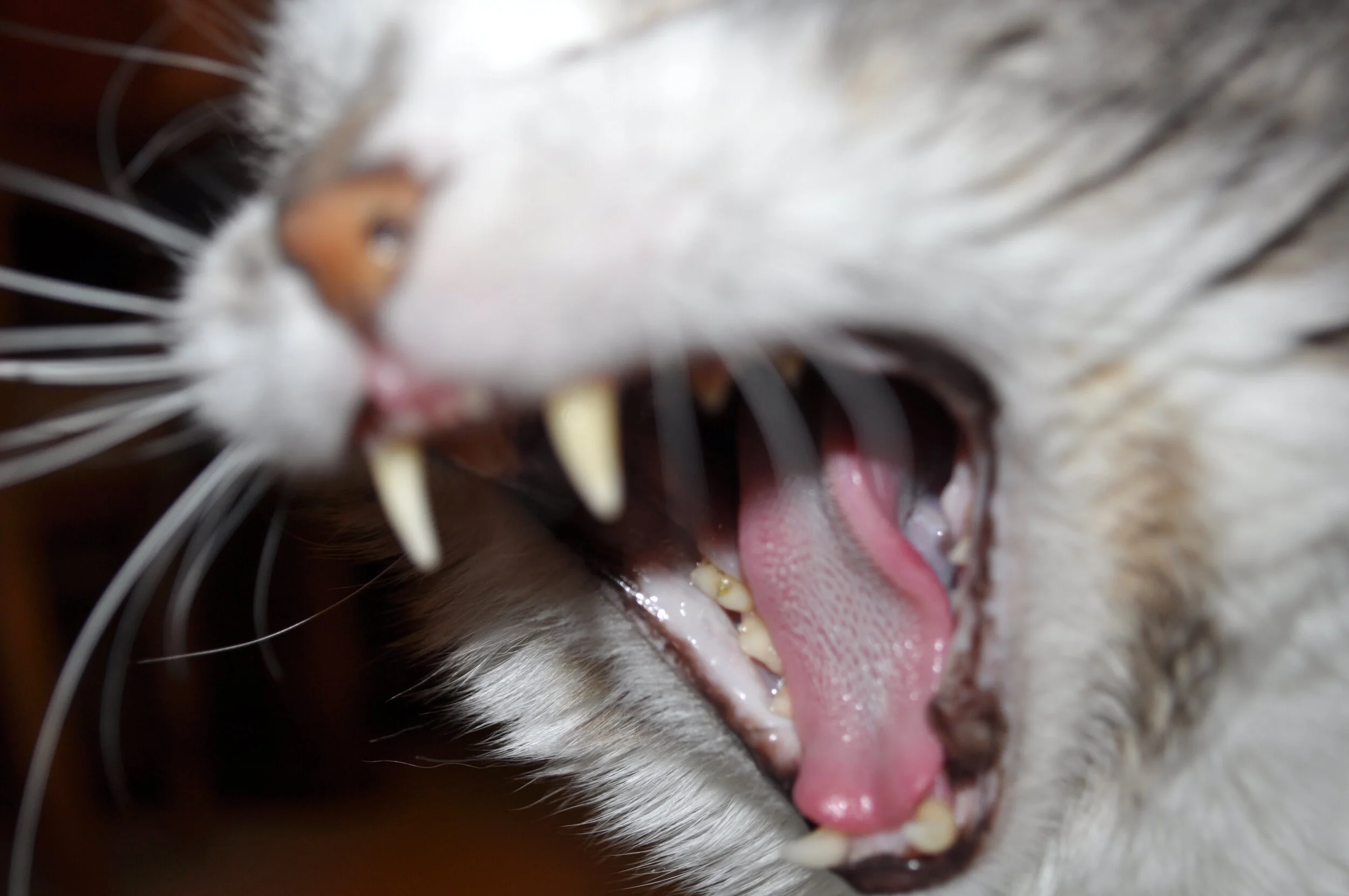 Close-up of a cat with its mouth wide open, showing sharp teeth and pink tongue, with visible whiskers and fur.