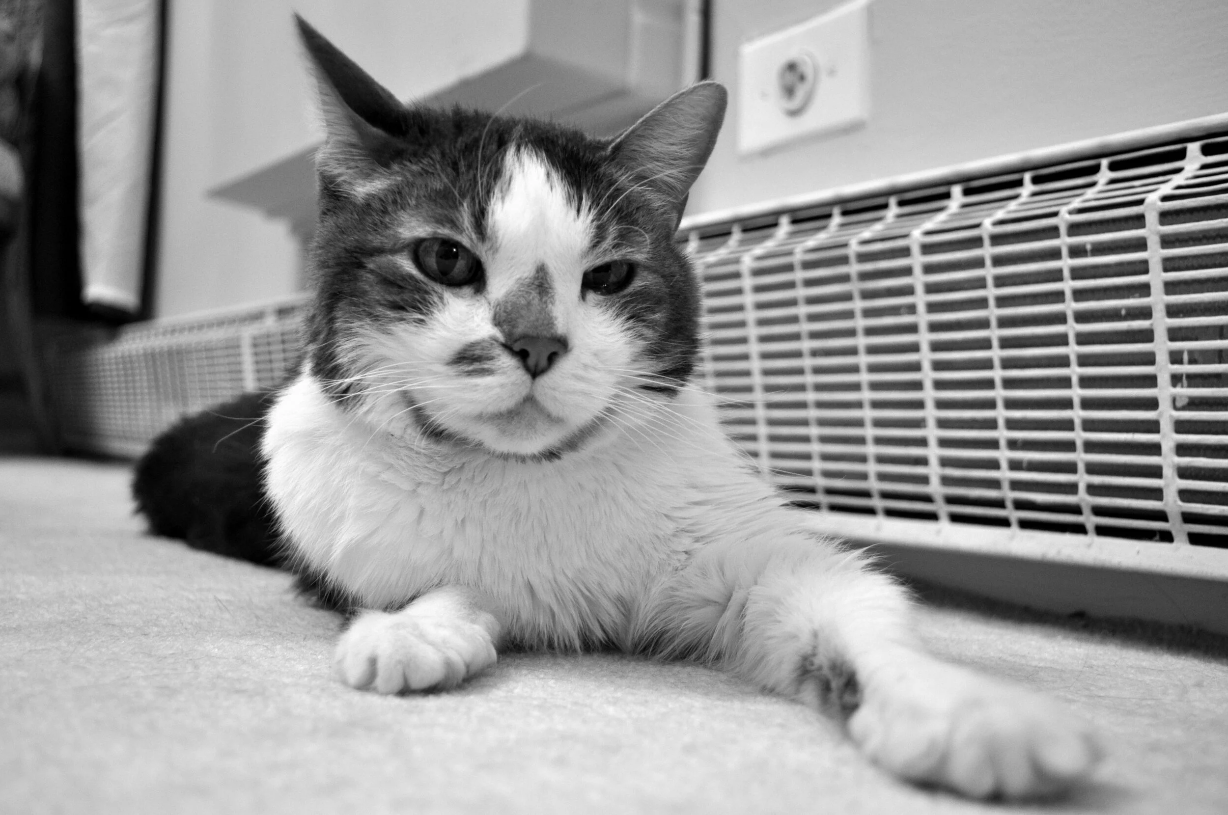 A black and white photo of a domestic cat lying on the floor next to a vent or grille, with one eye winking and ears alert.