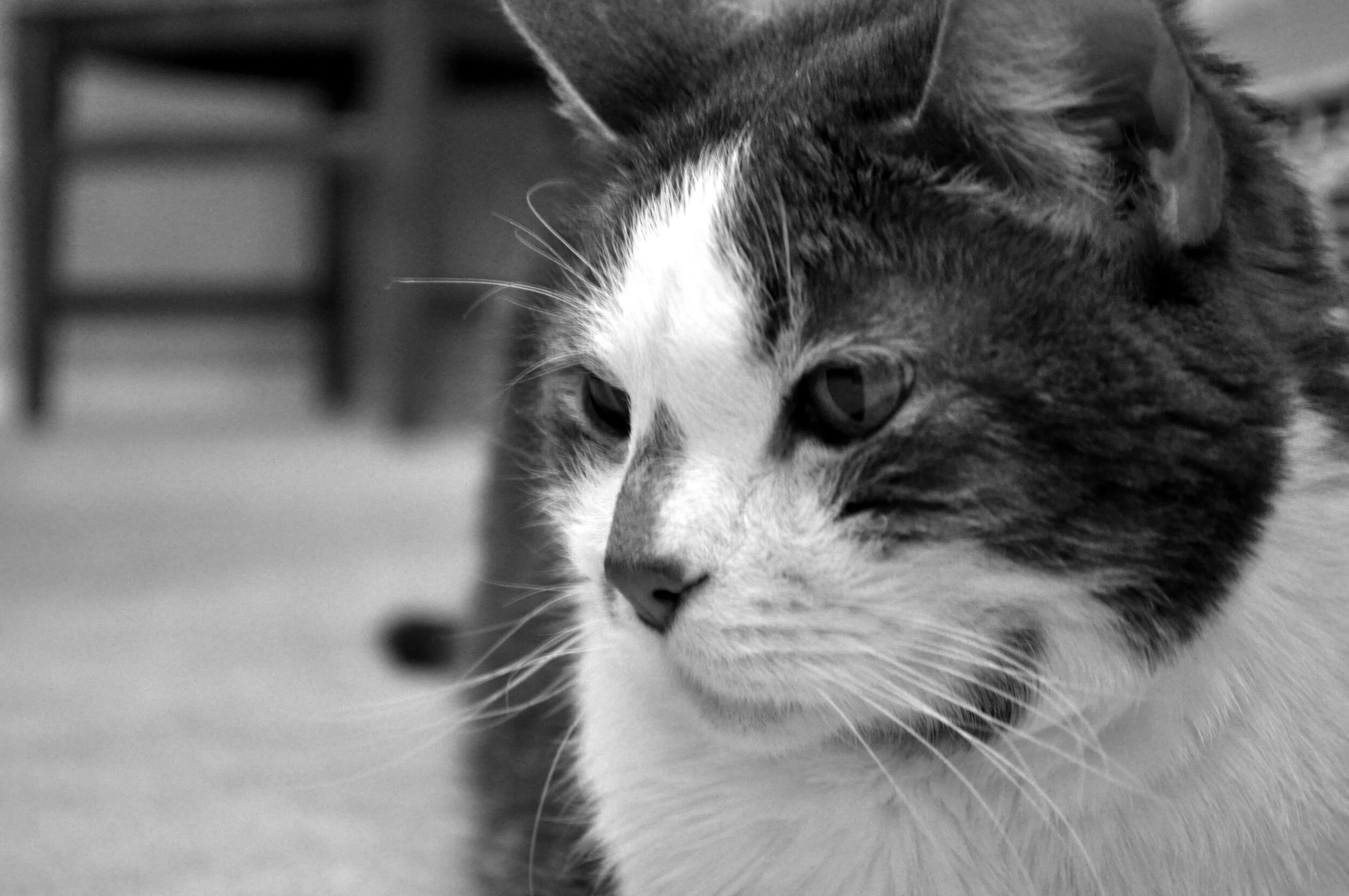 Close-up black and white photo of a cat with a mix of white and dark fur, looking to the left.